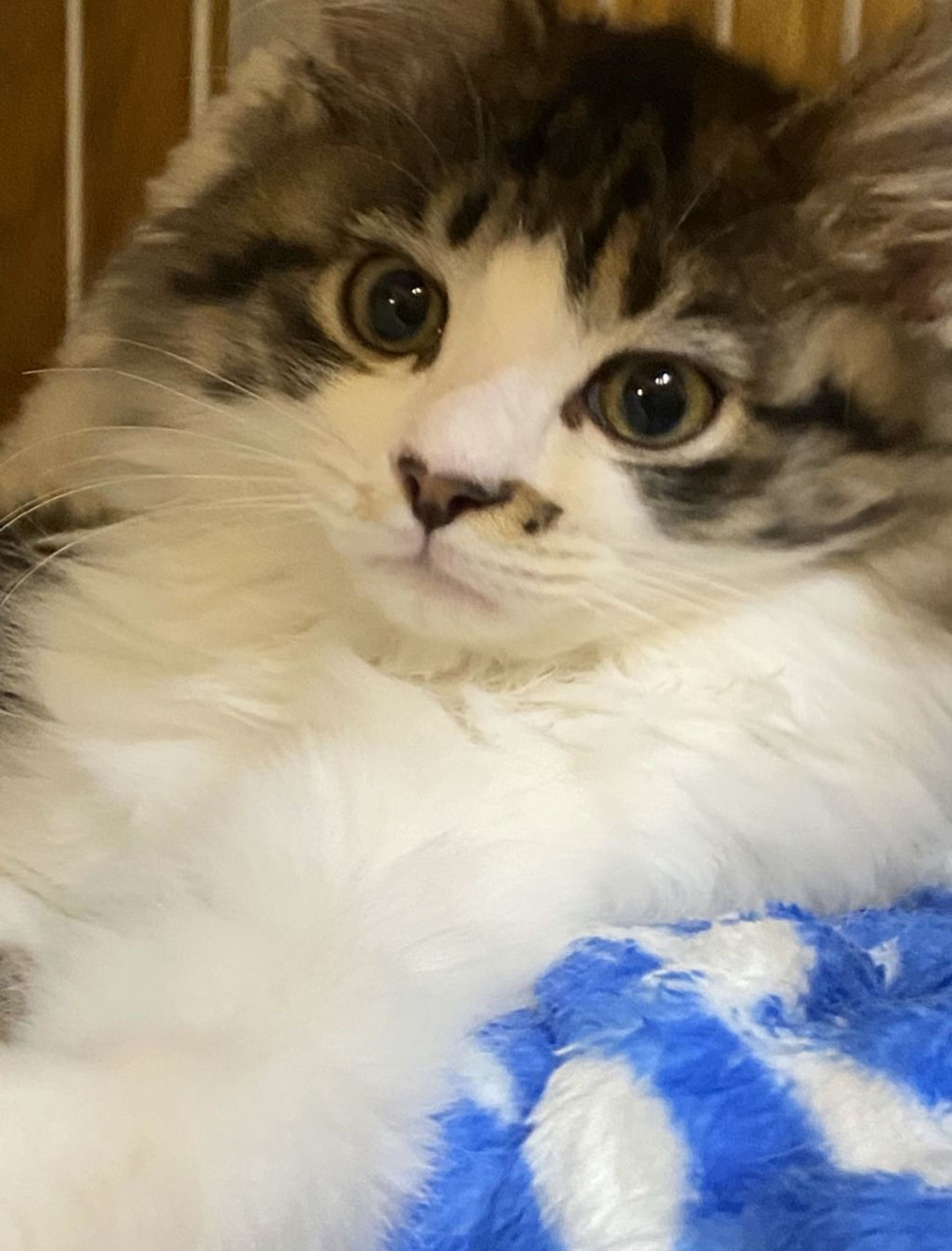 雑種（ミックス猫）・オスの里親募集の写真