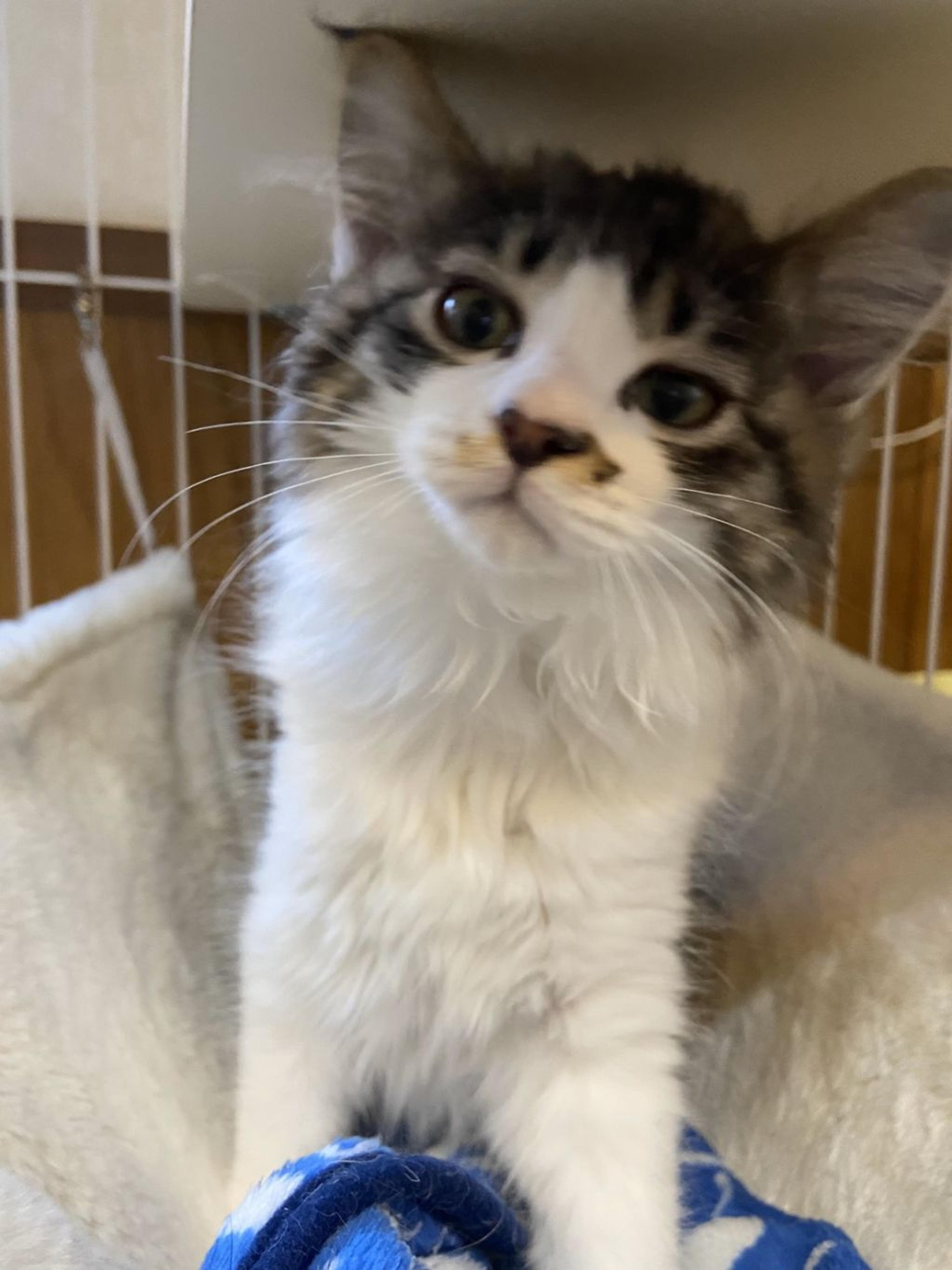 pet-image-2
