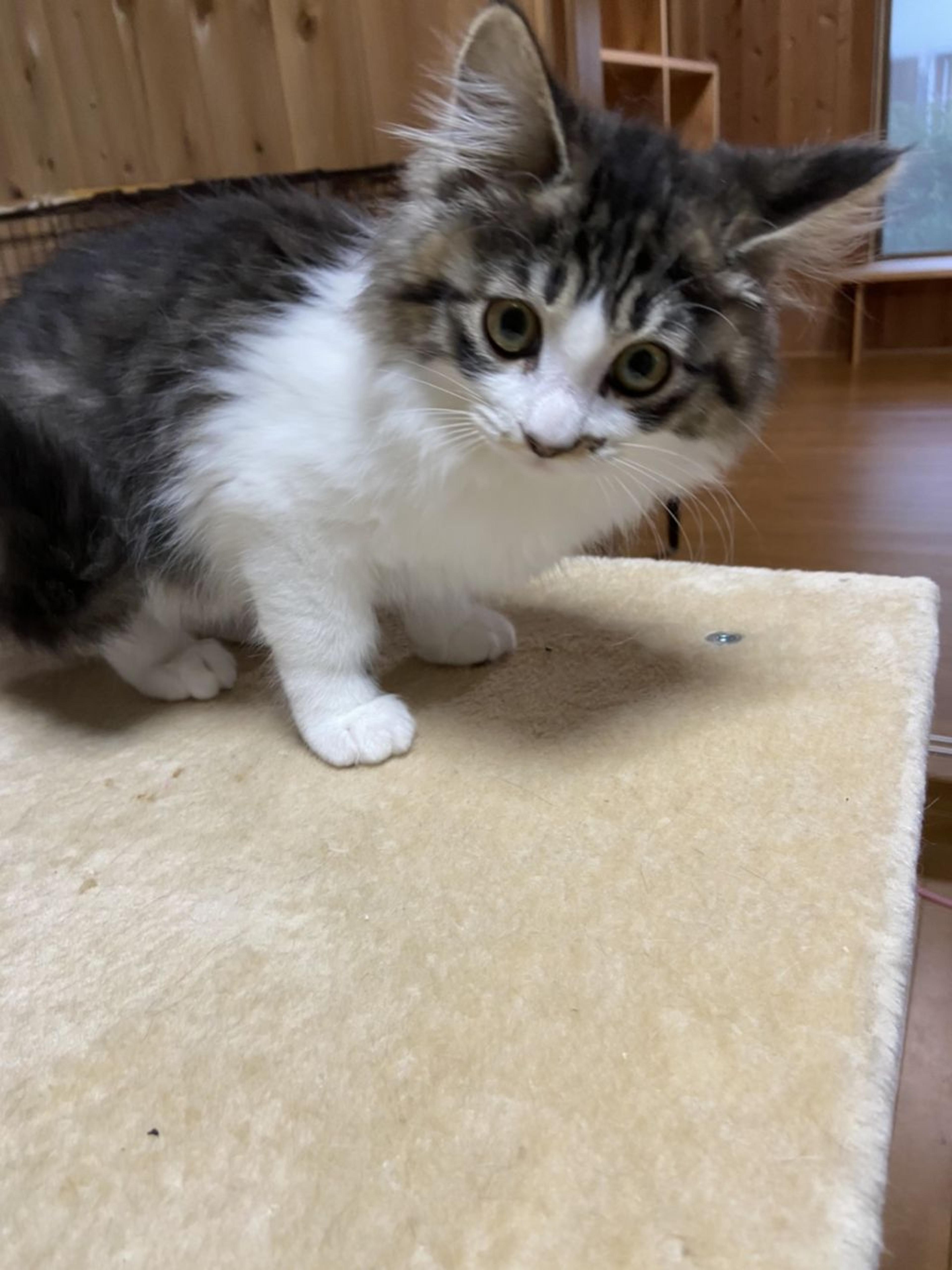 pet-image-6