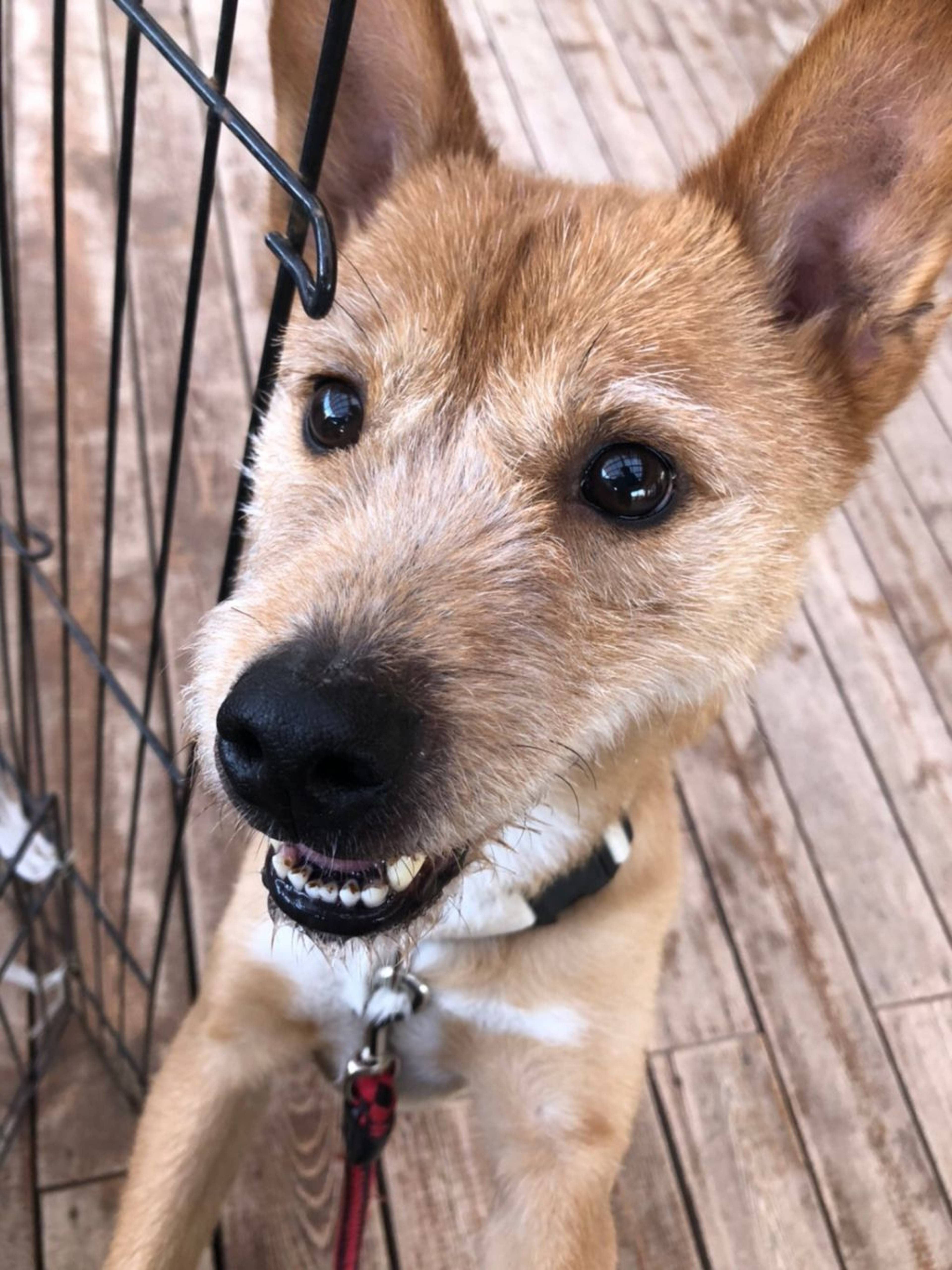雑種（ミックス犬）・オスの里親募集の写真
