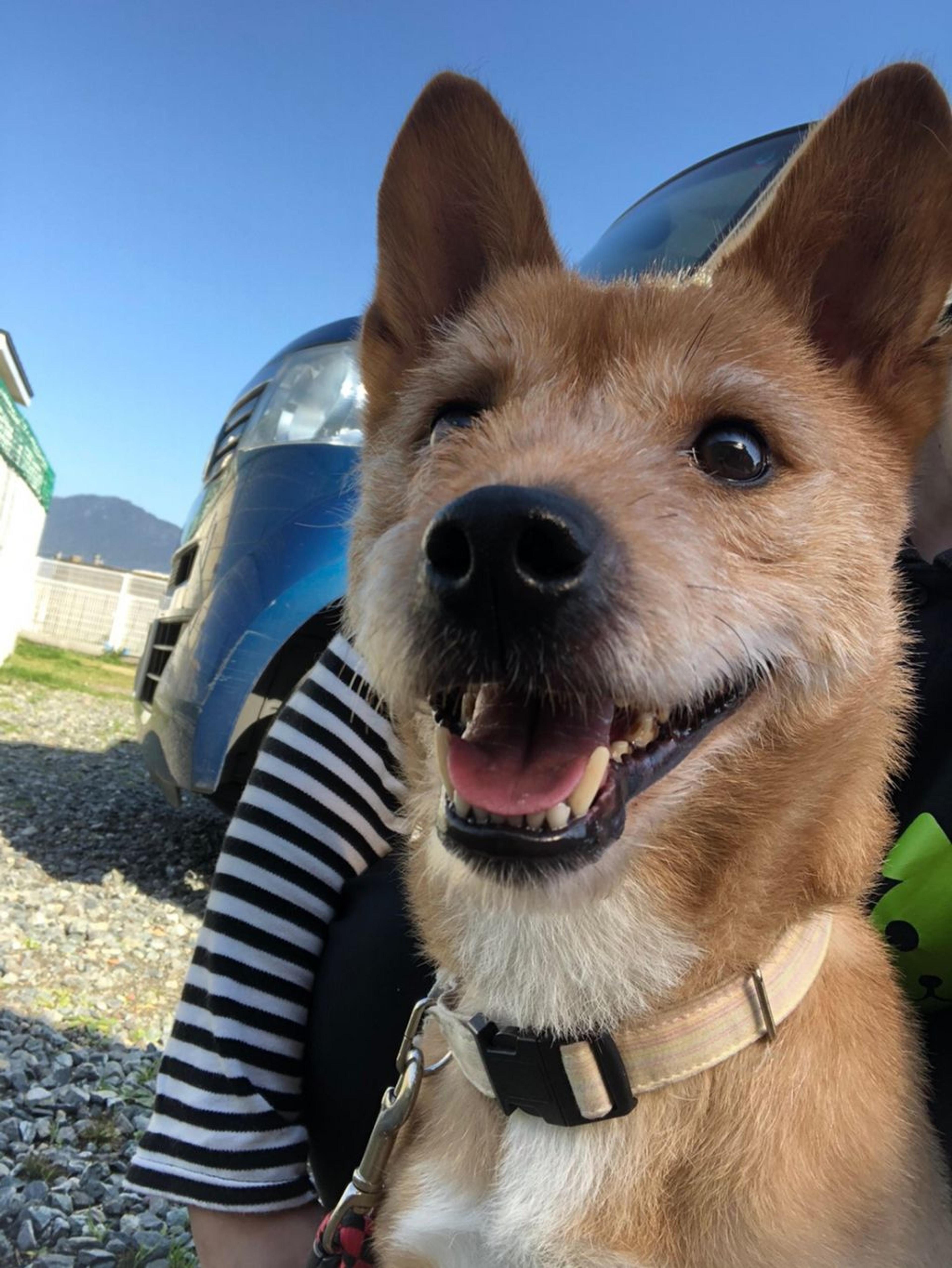 pet-image-5
