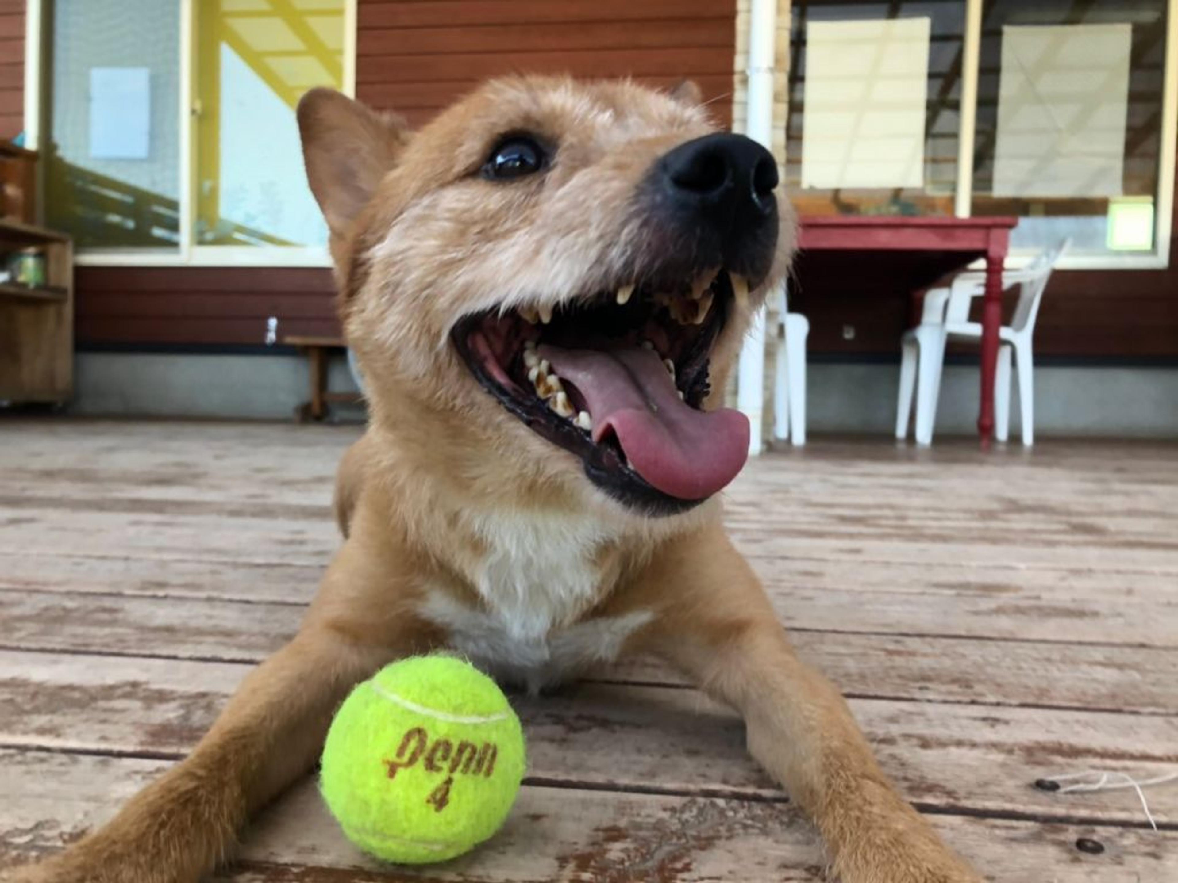 pet-image-8