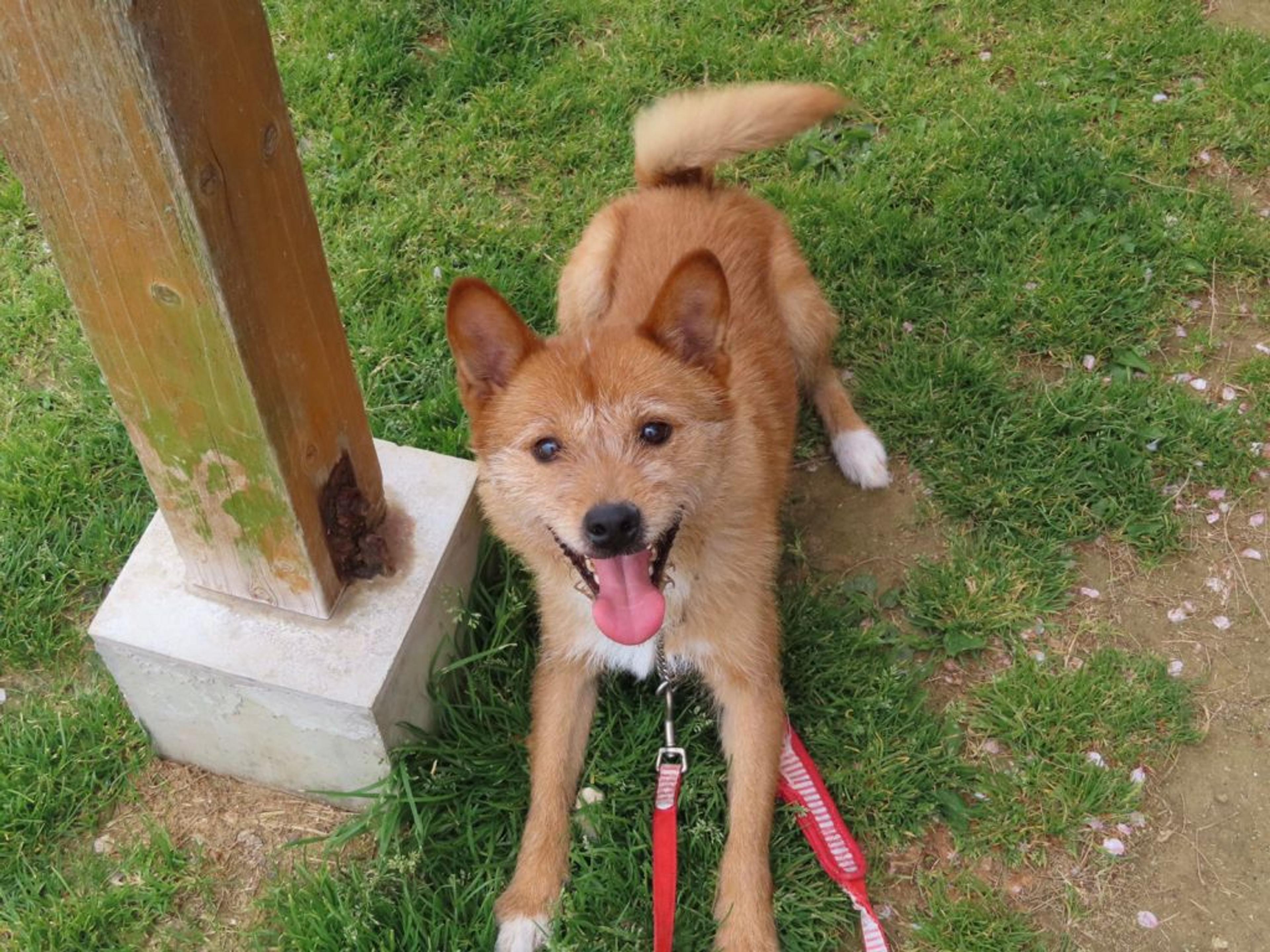 pet-image-3