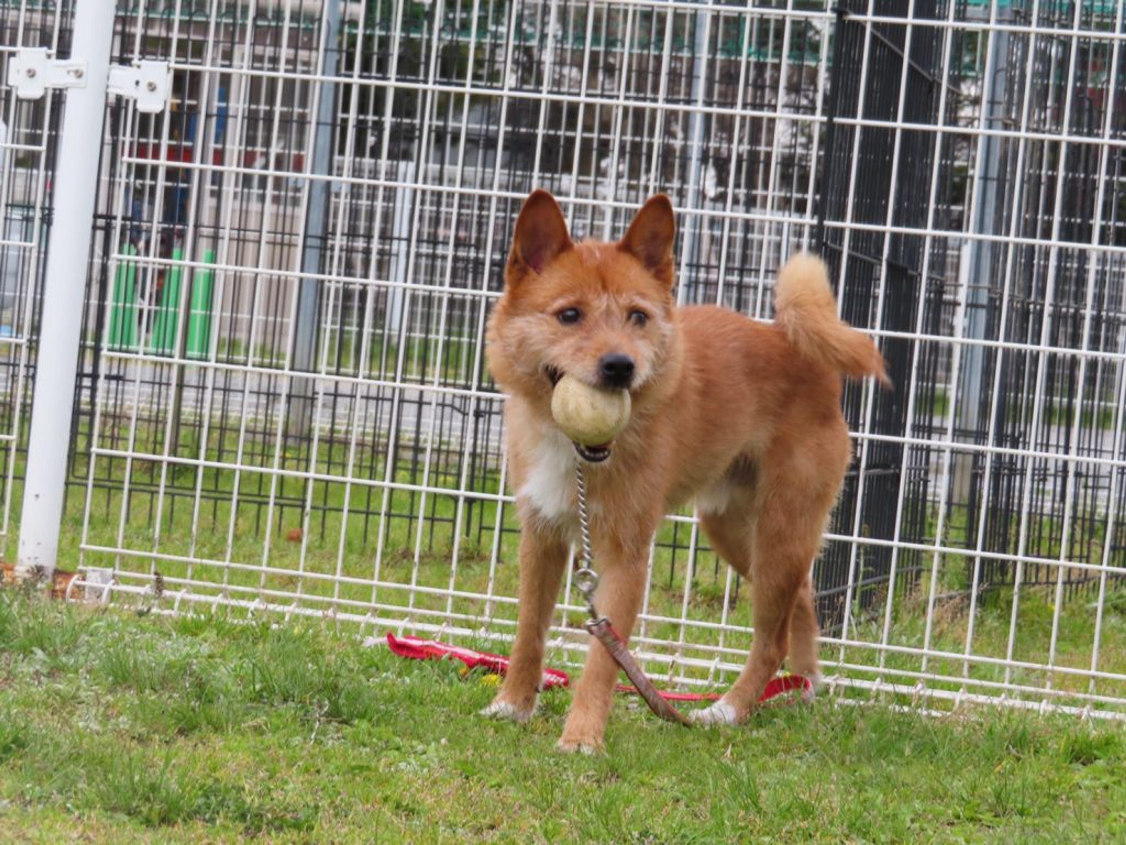 pet-image-6