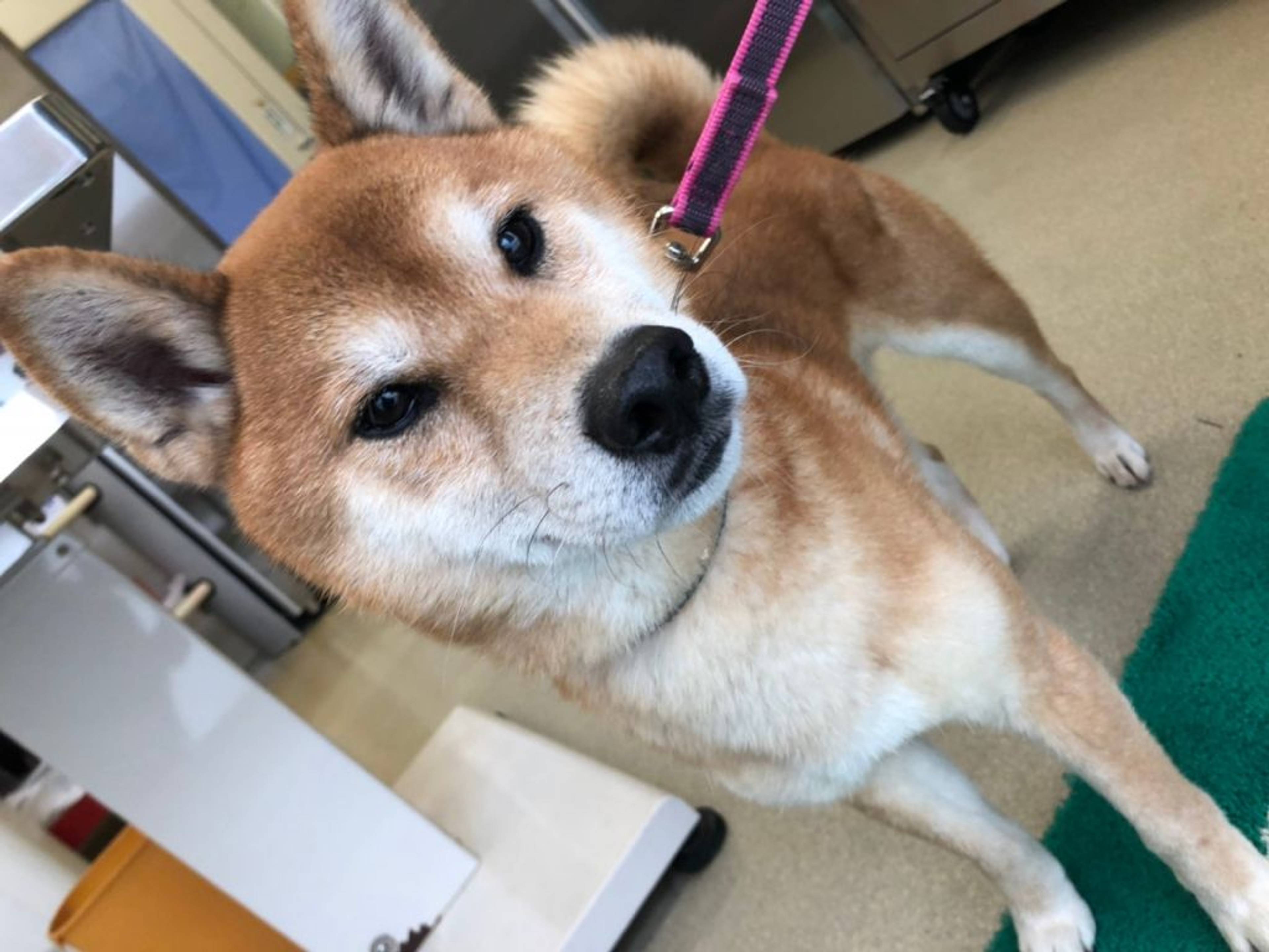 柴犬・オスの里親募集の写真
