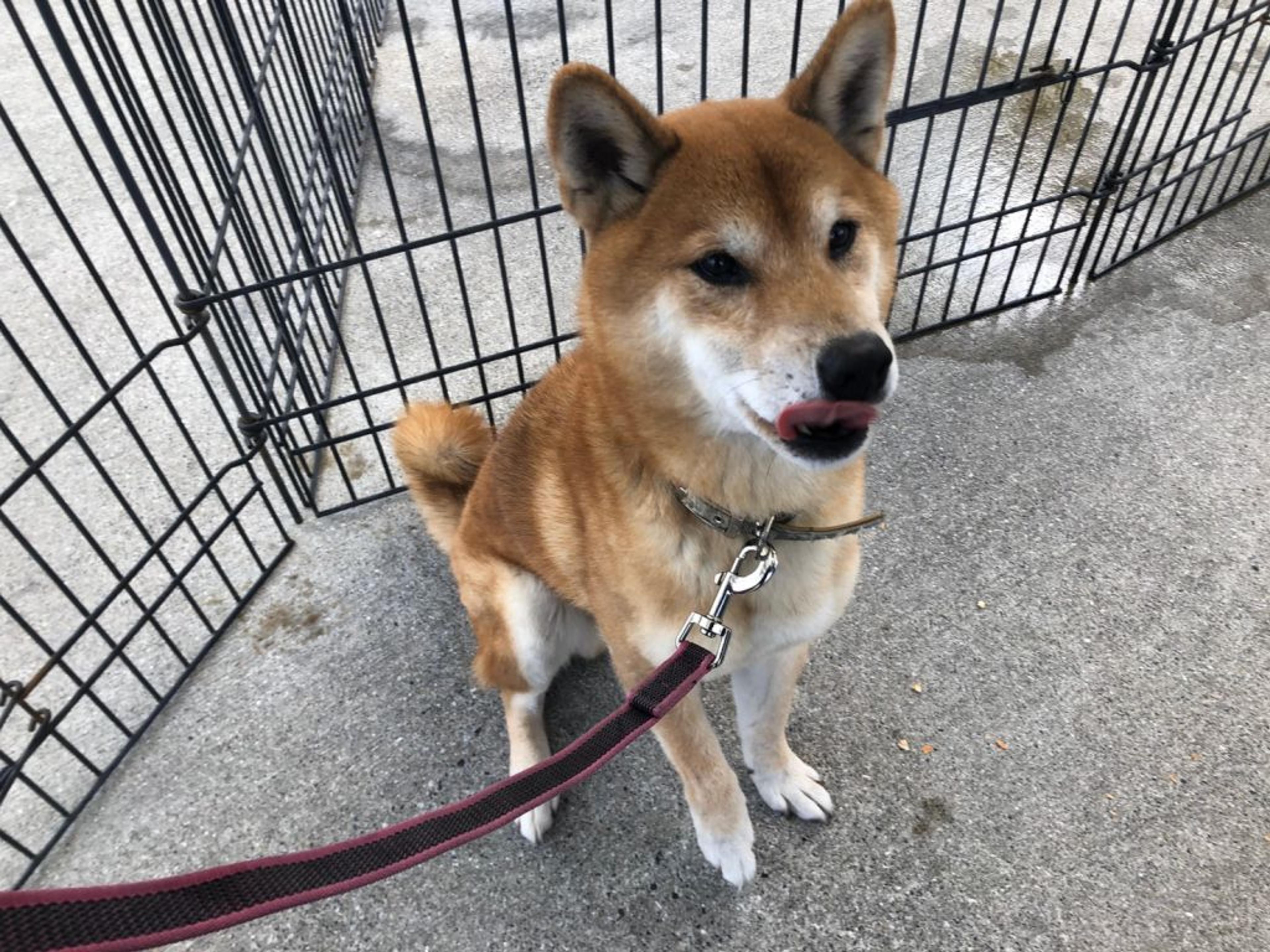 pet-image-3