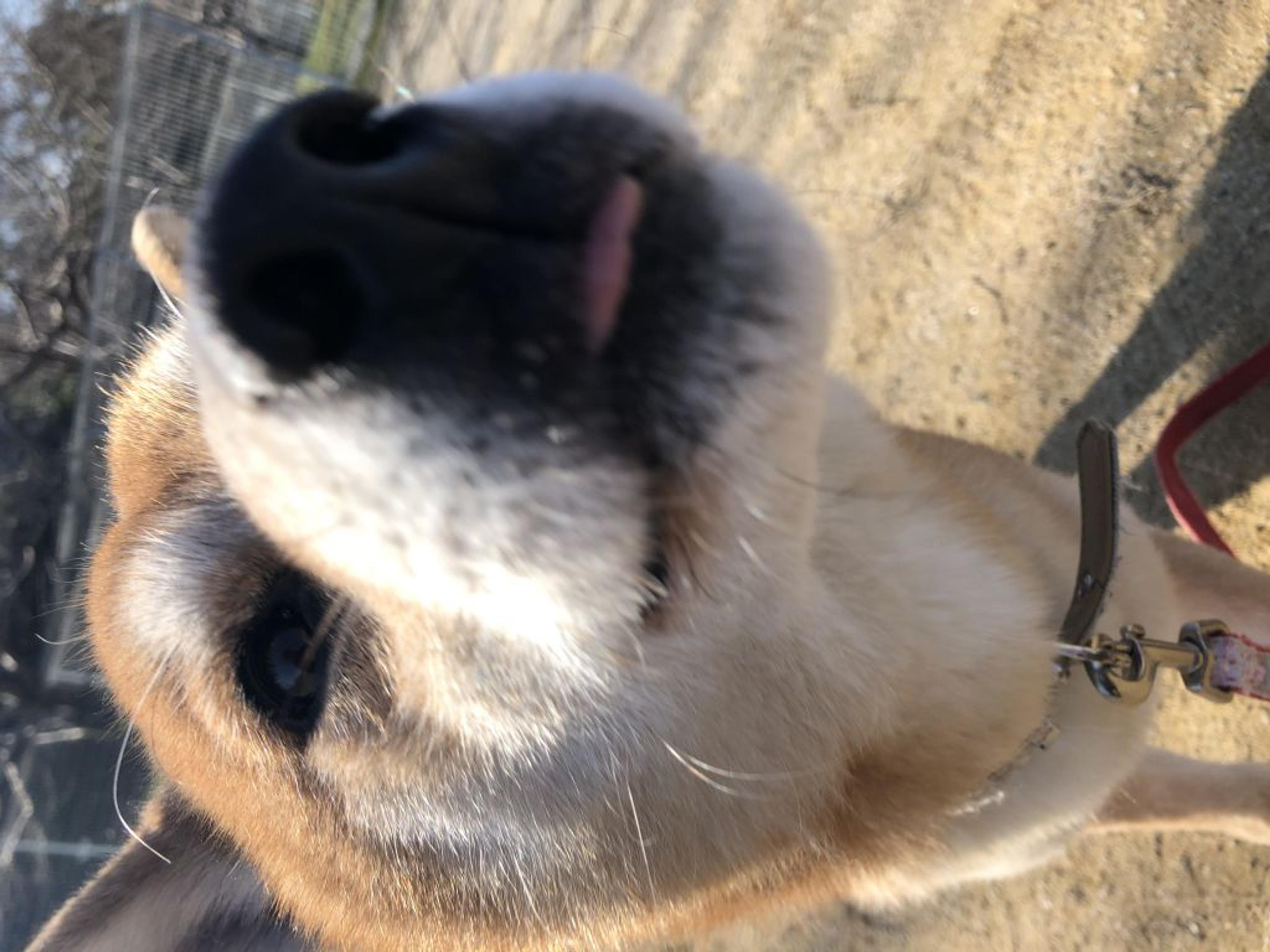 pet-image-4