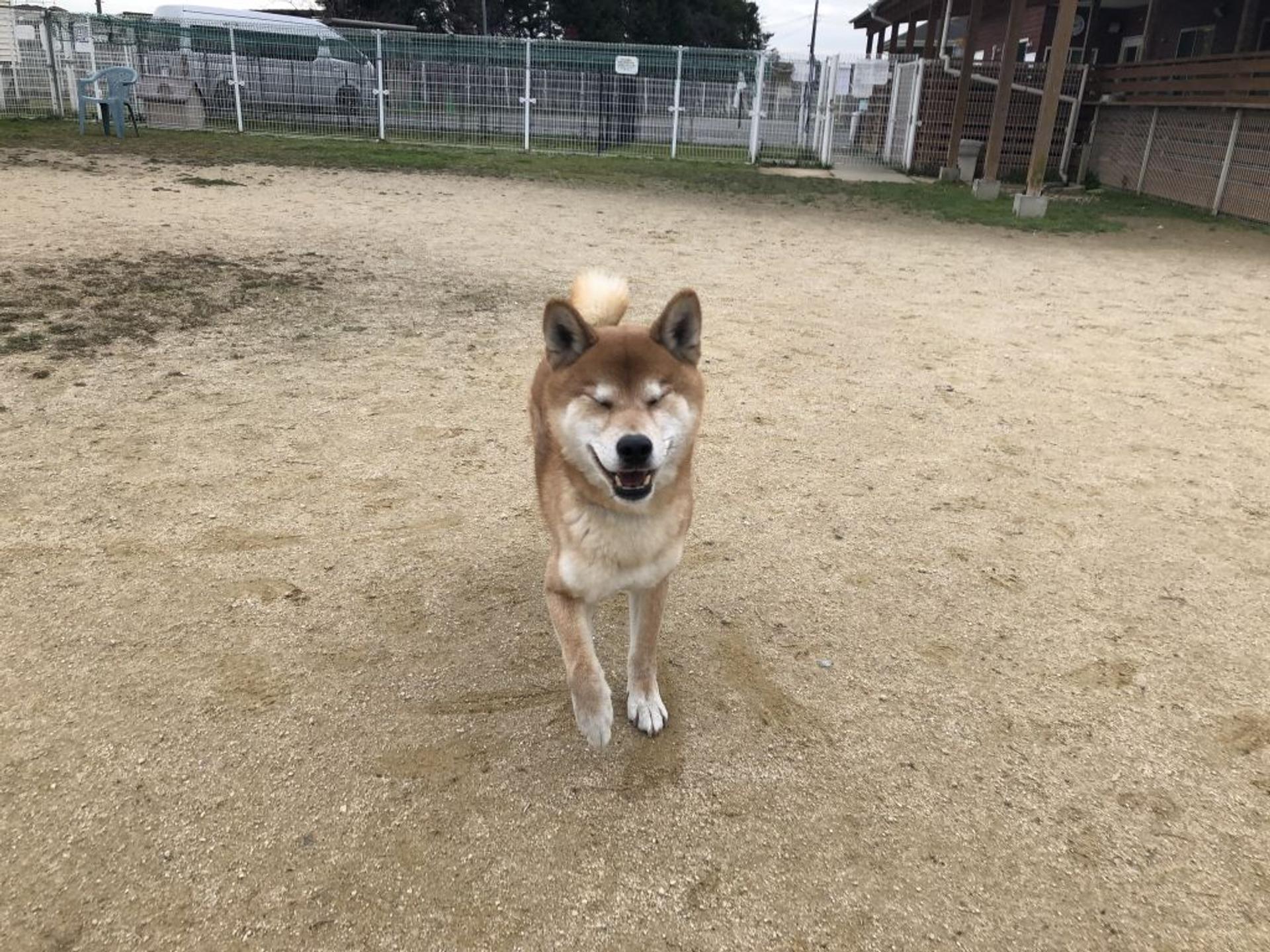 pet-image-2