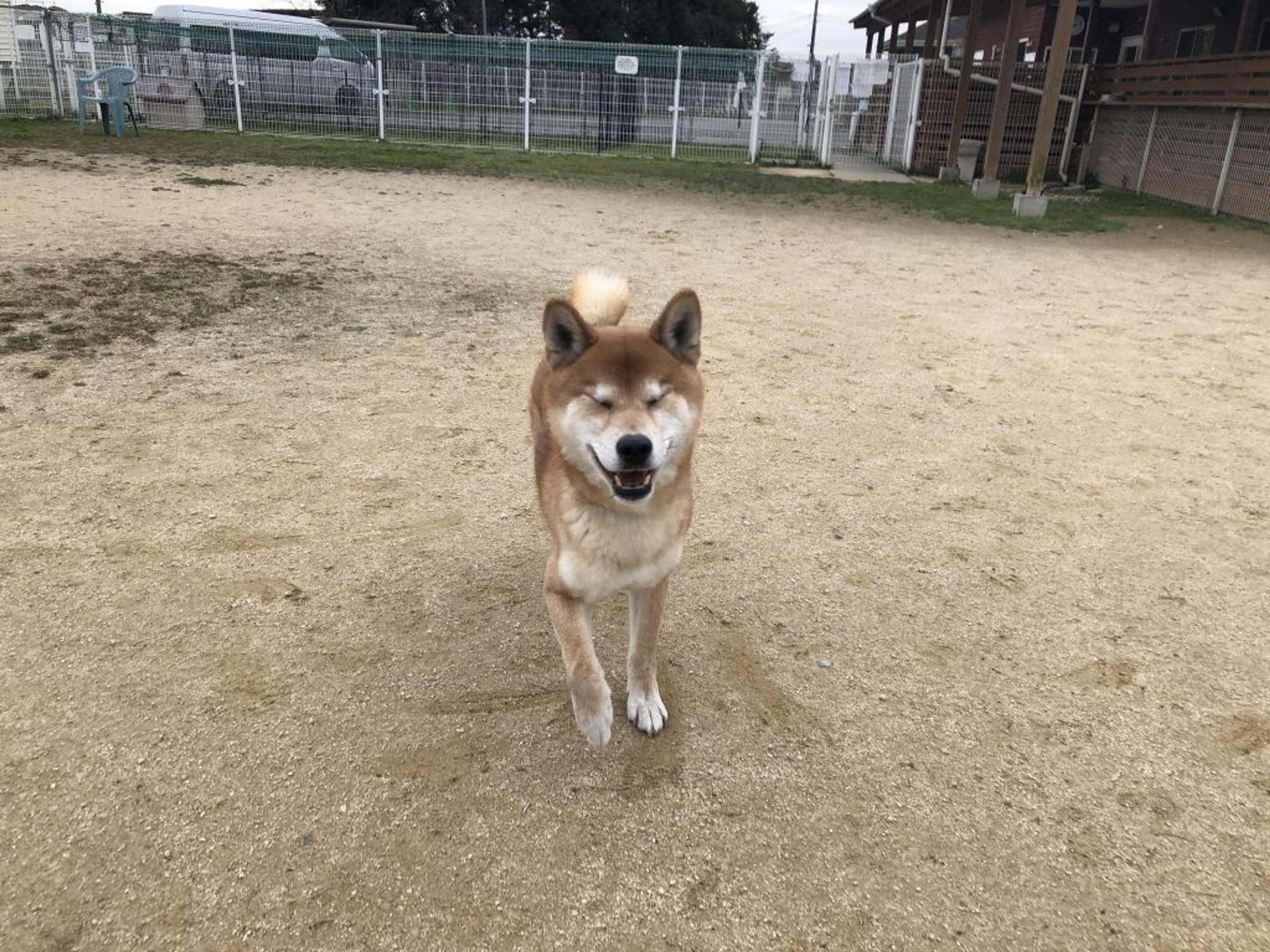 pet-image-2
