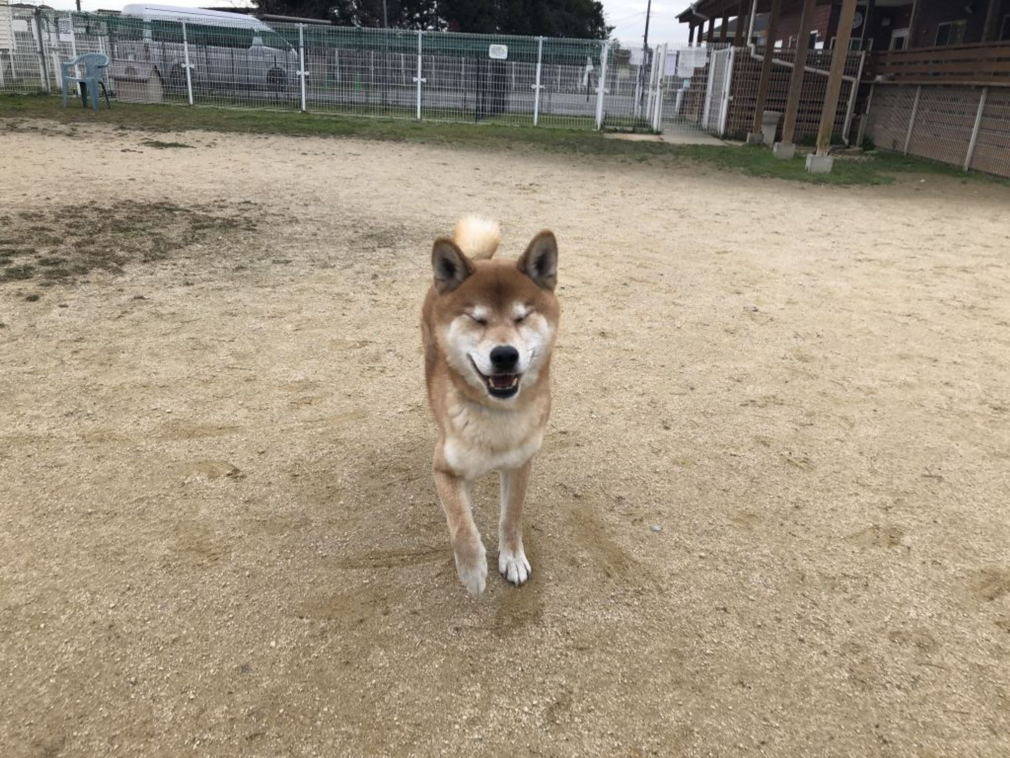 柴犬・オスの里親募集の写真