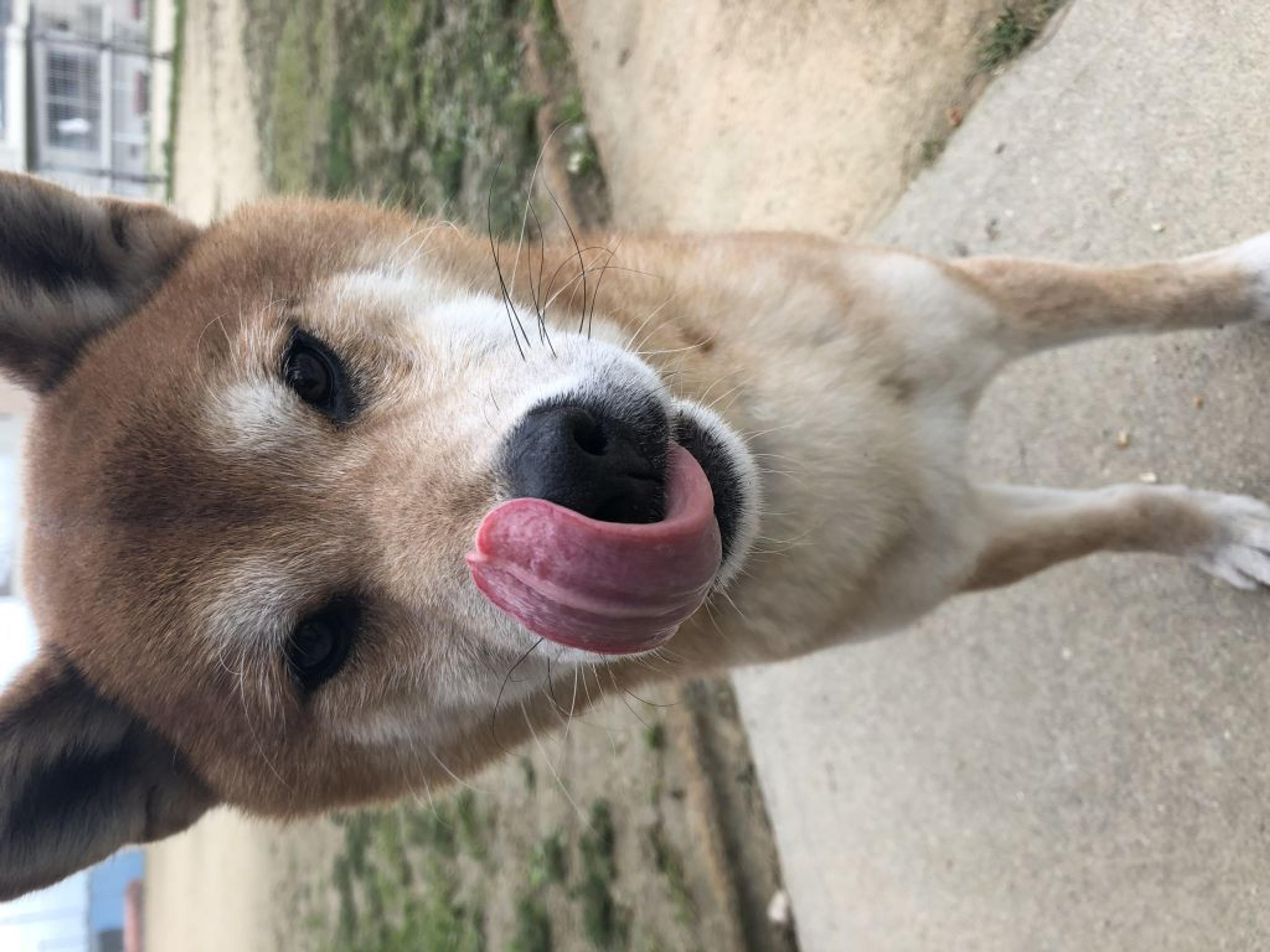 pet-image-5