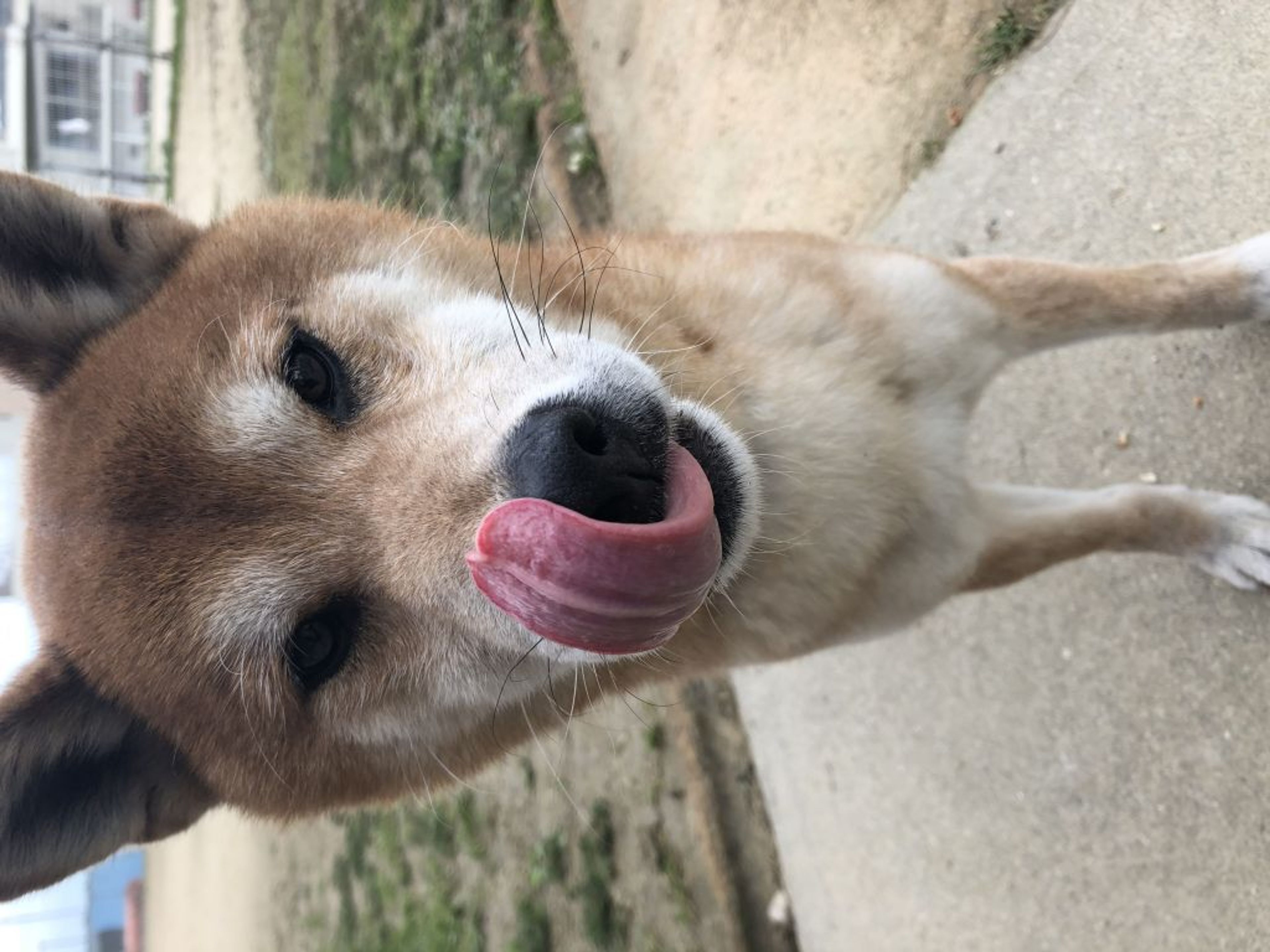 pet-image-5