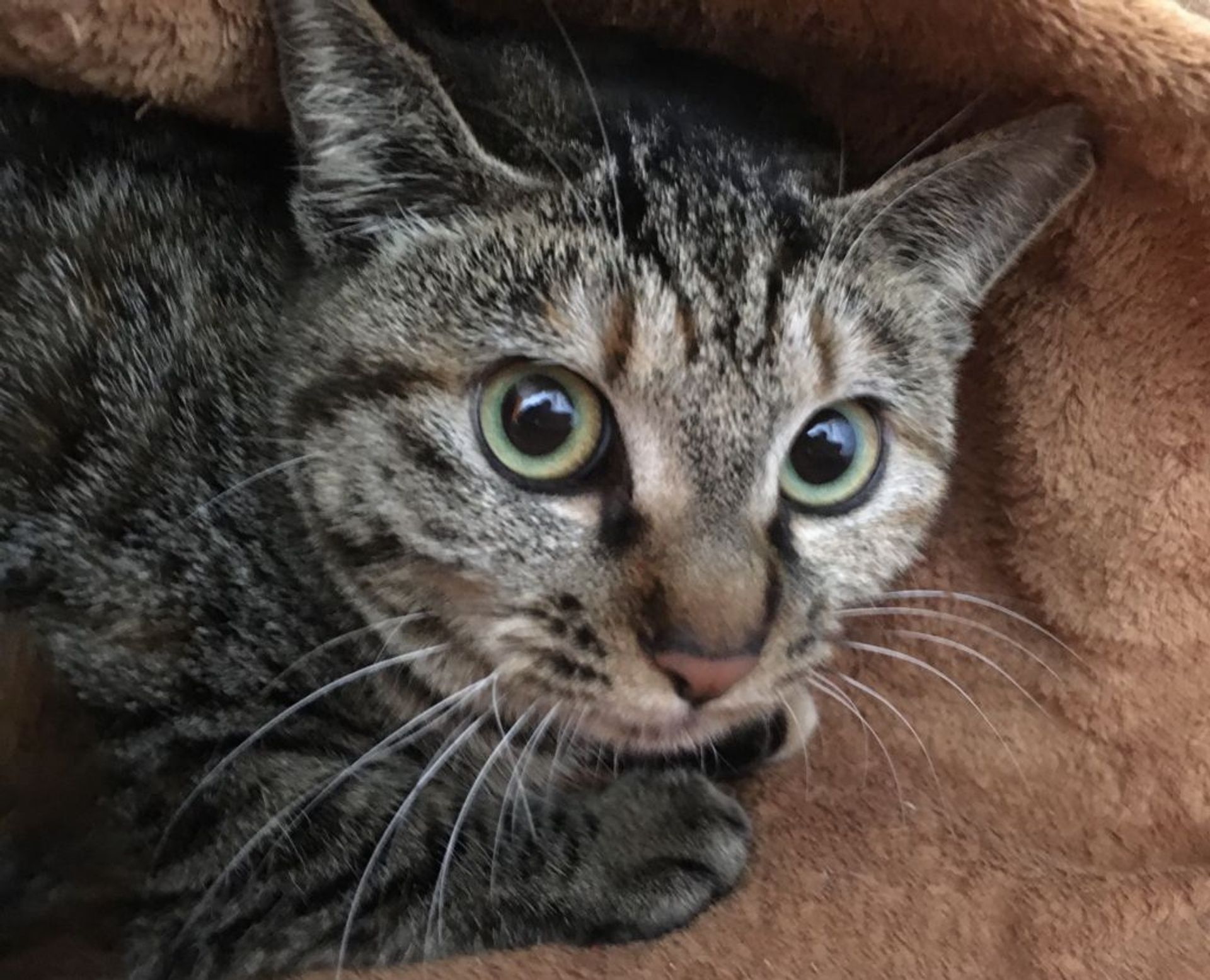 雑種（ミックス猫）・メスの里親募集の写真