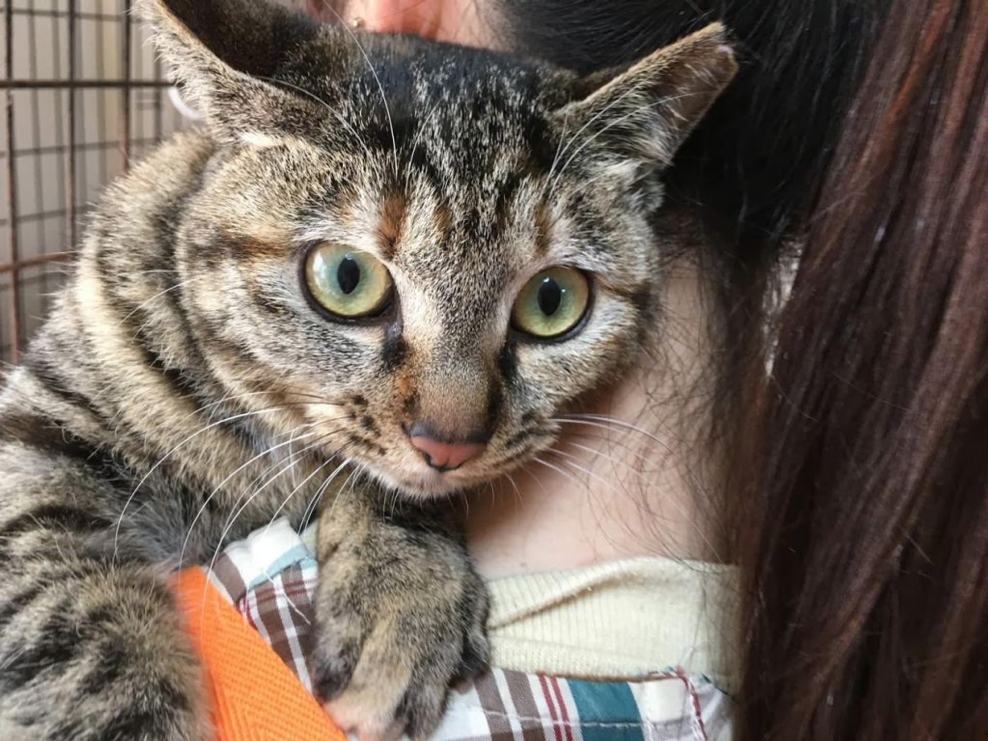 pet-image-3
