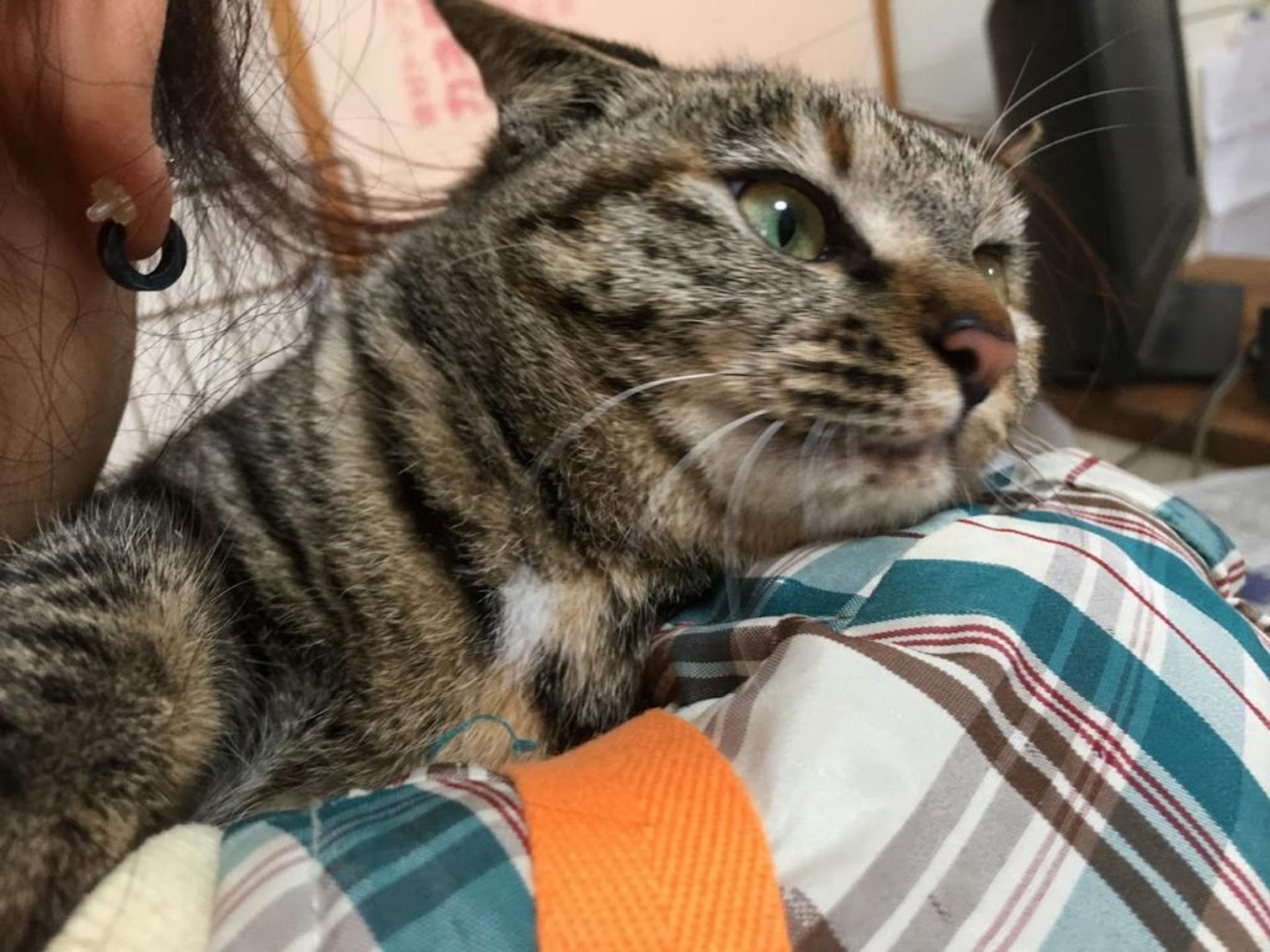 pet-image-7