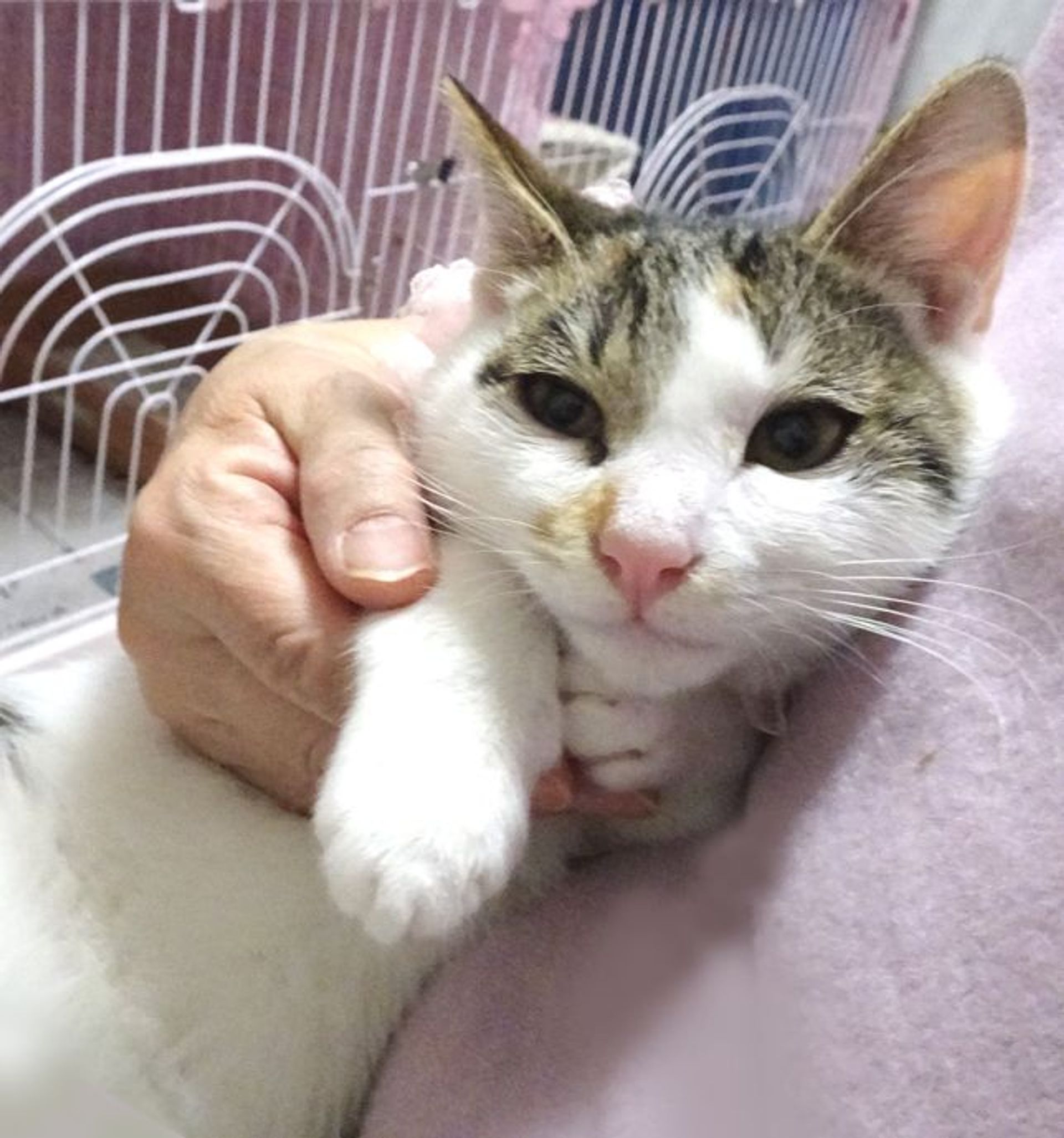 雑種（ミックス猫）・メスの里親募集の写真