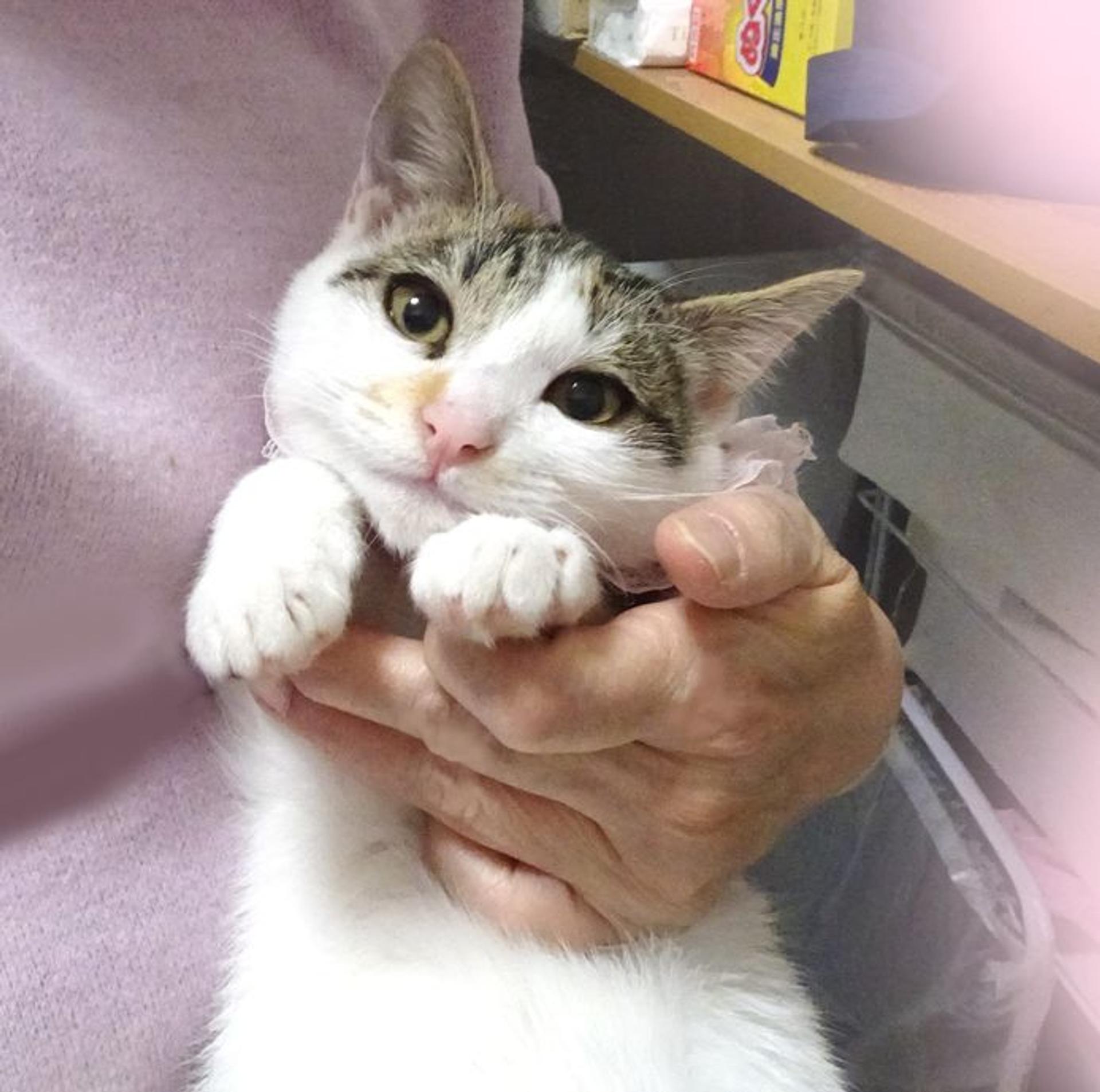 pet-image-2