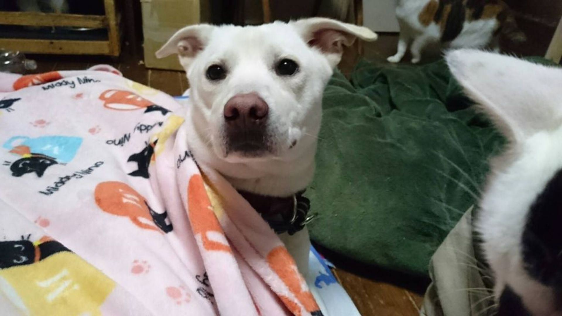 雑種（ミックス犬）・メスの里親募集の写真