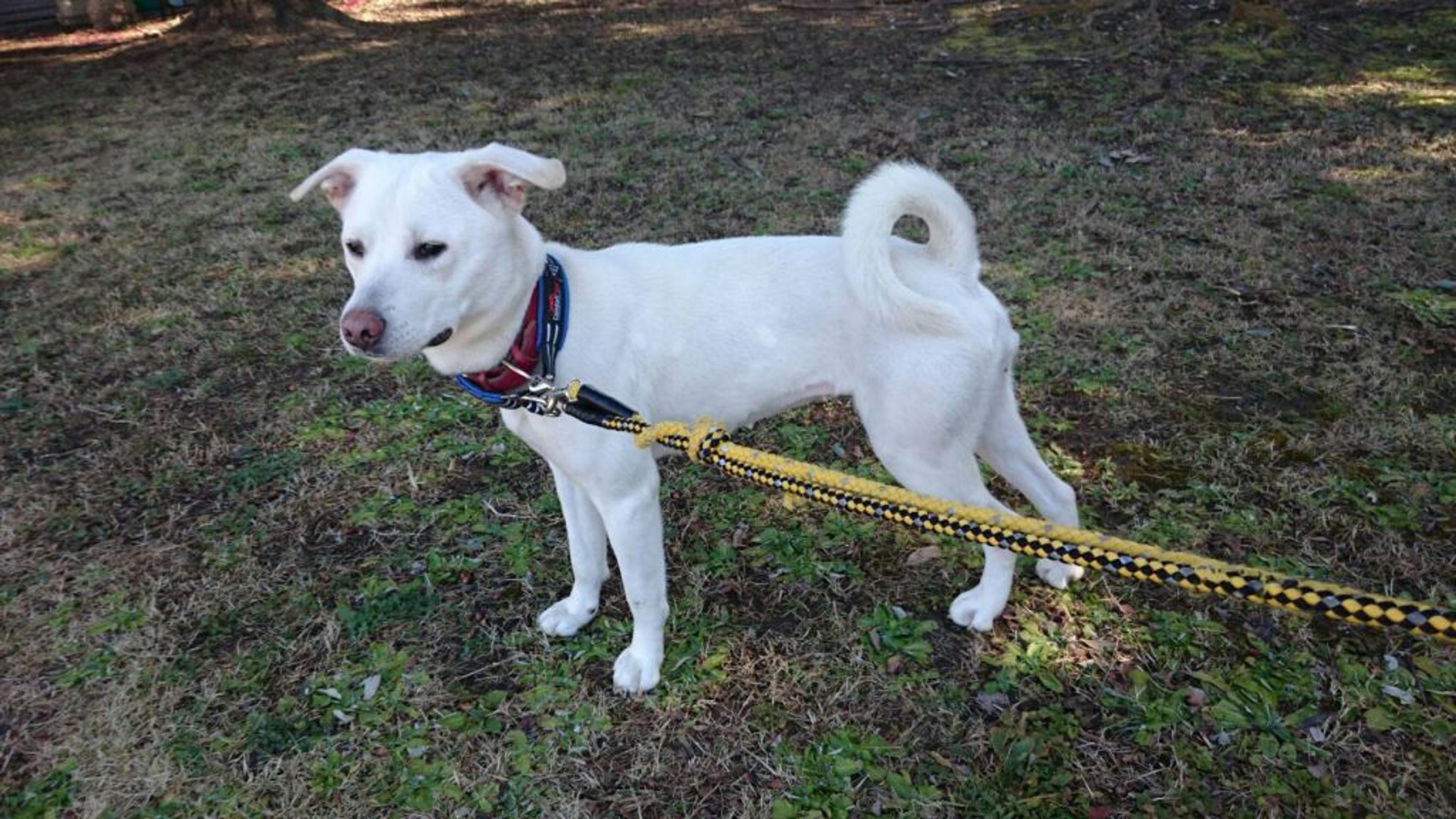 pet-image-2