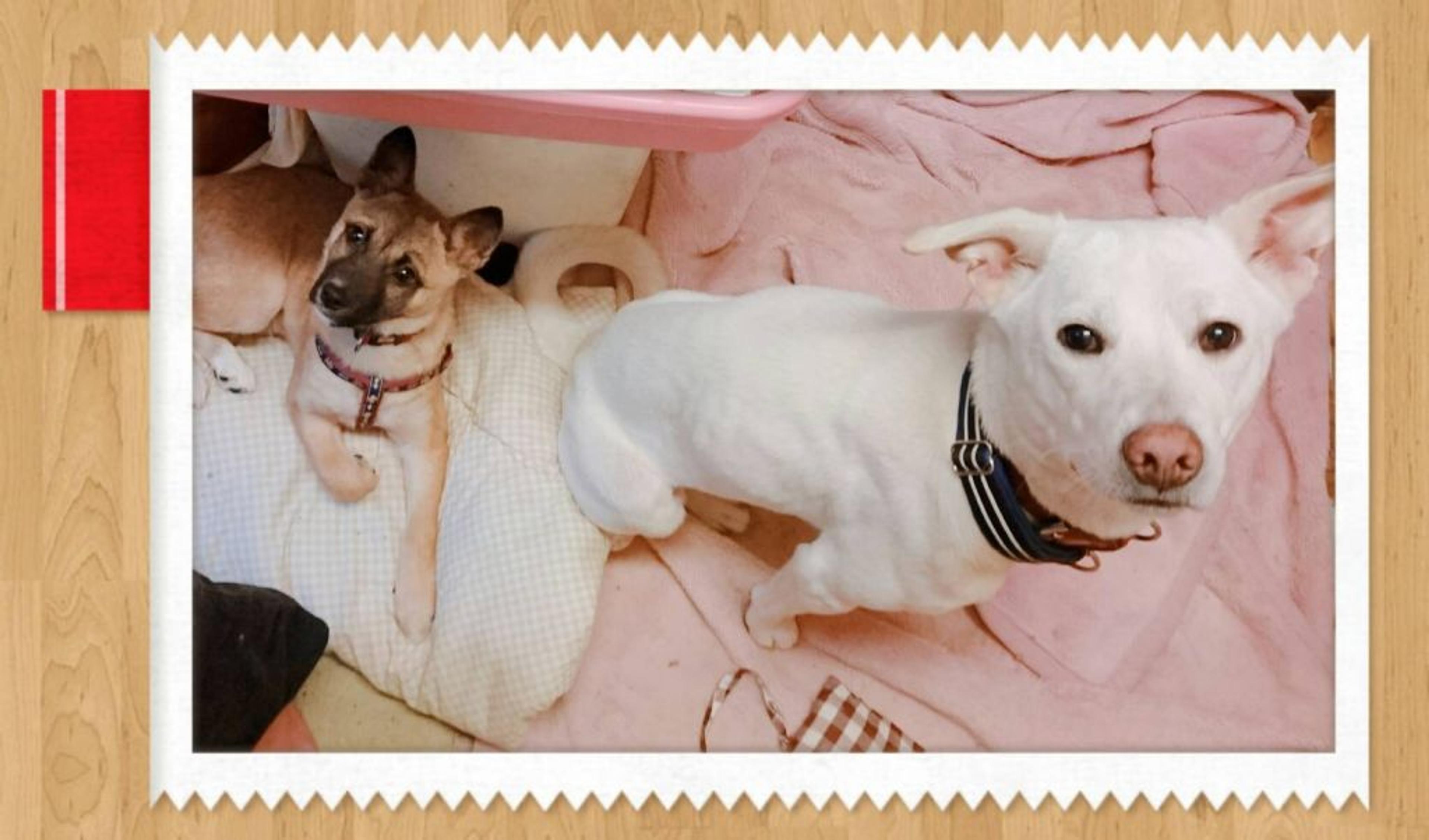 pet-image-4
