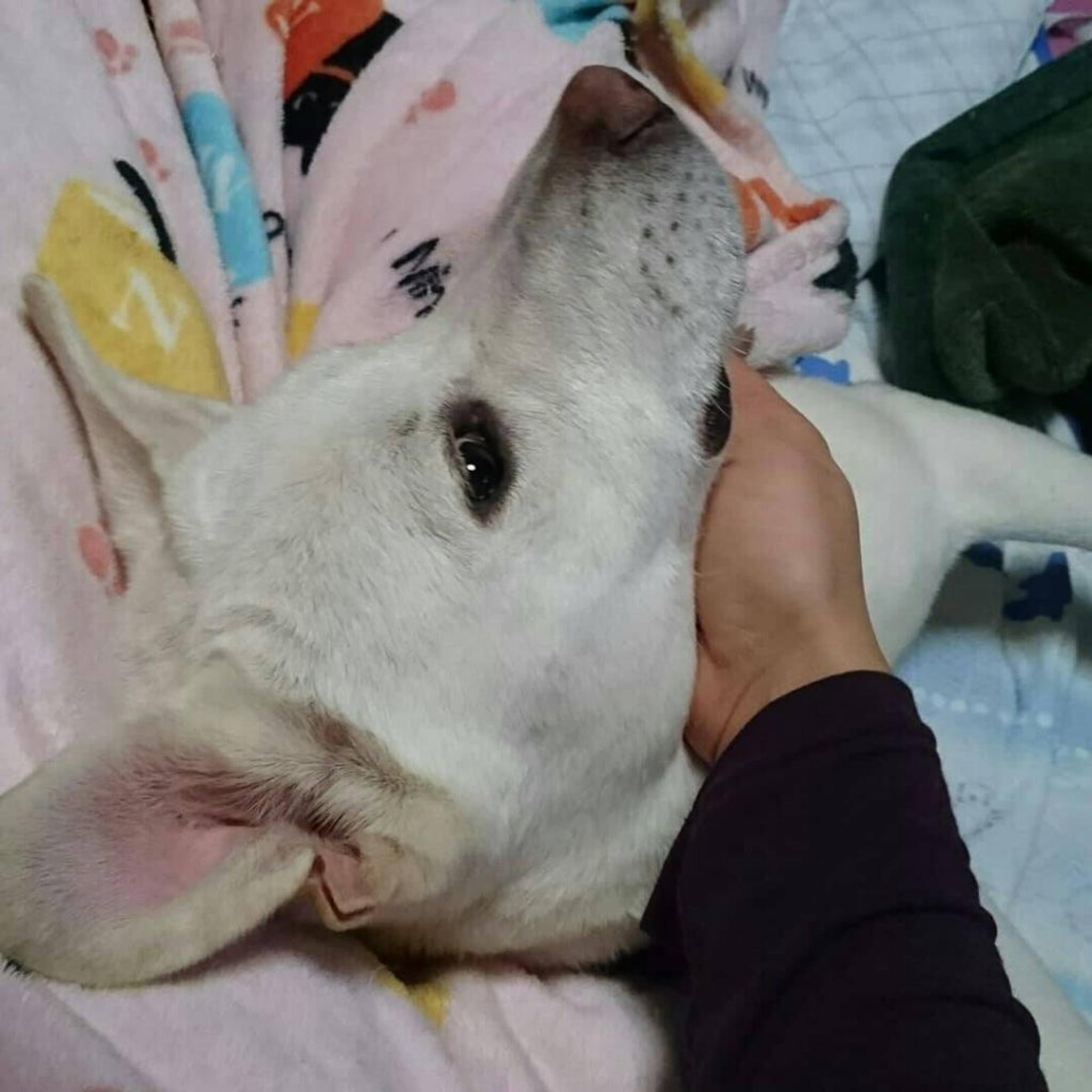 pet-image-5