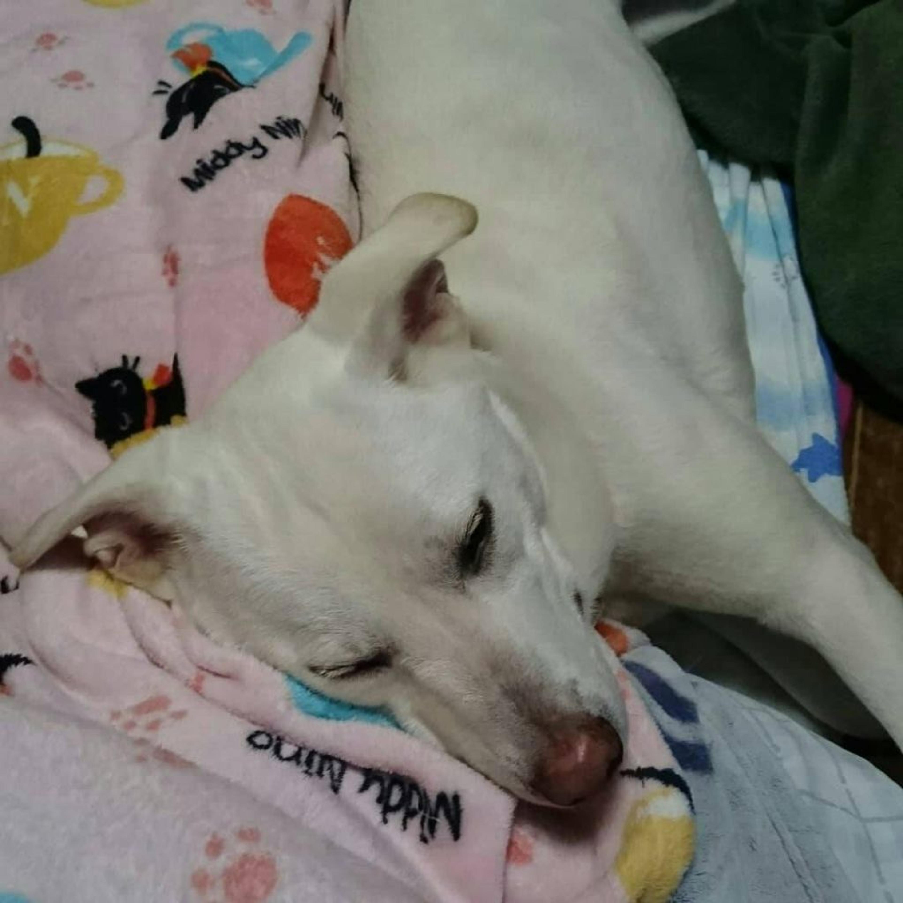 pet-image-6