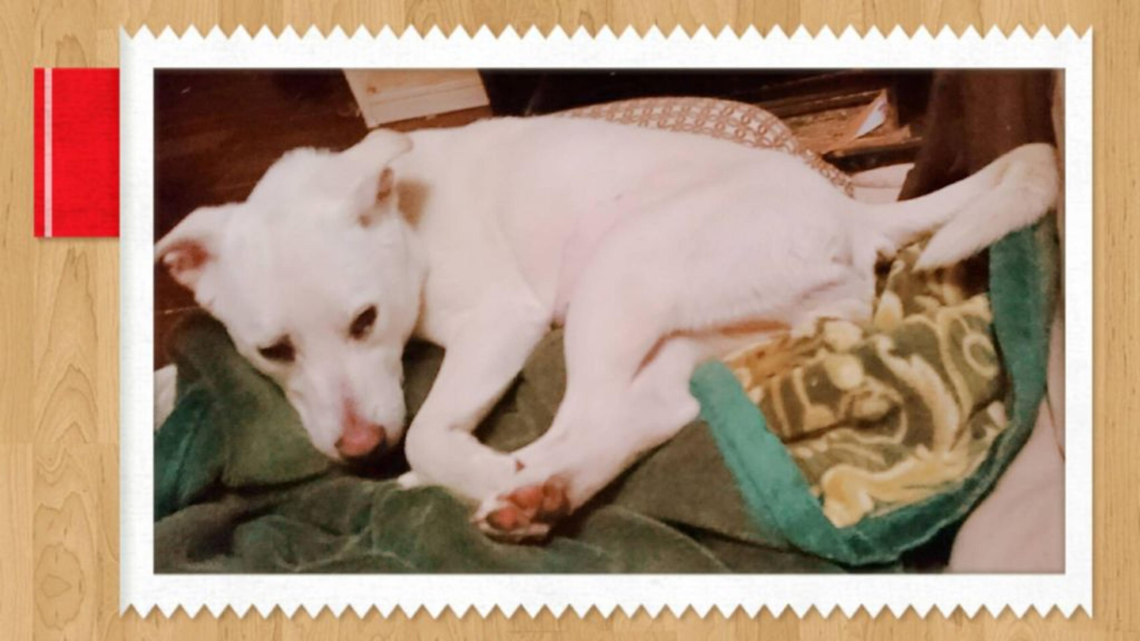 pet-image-7