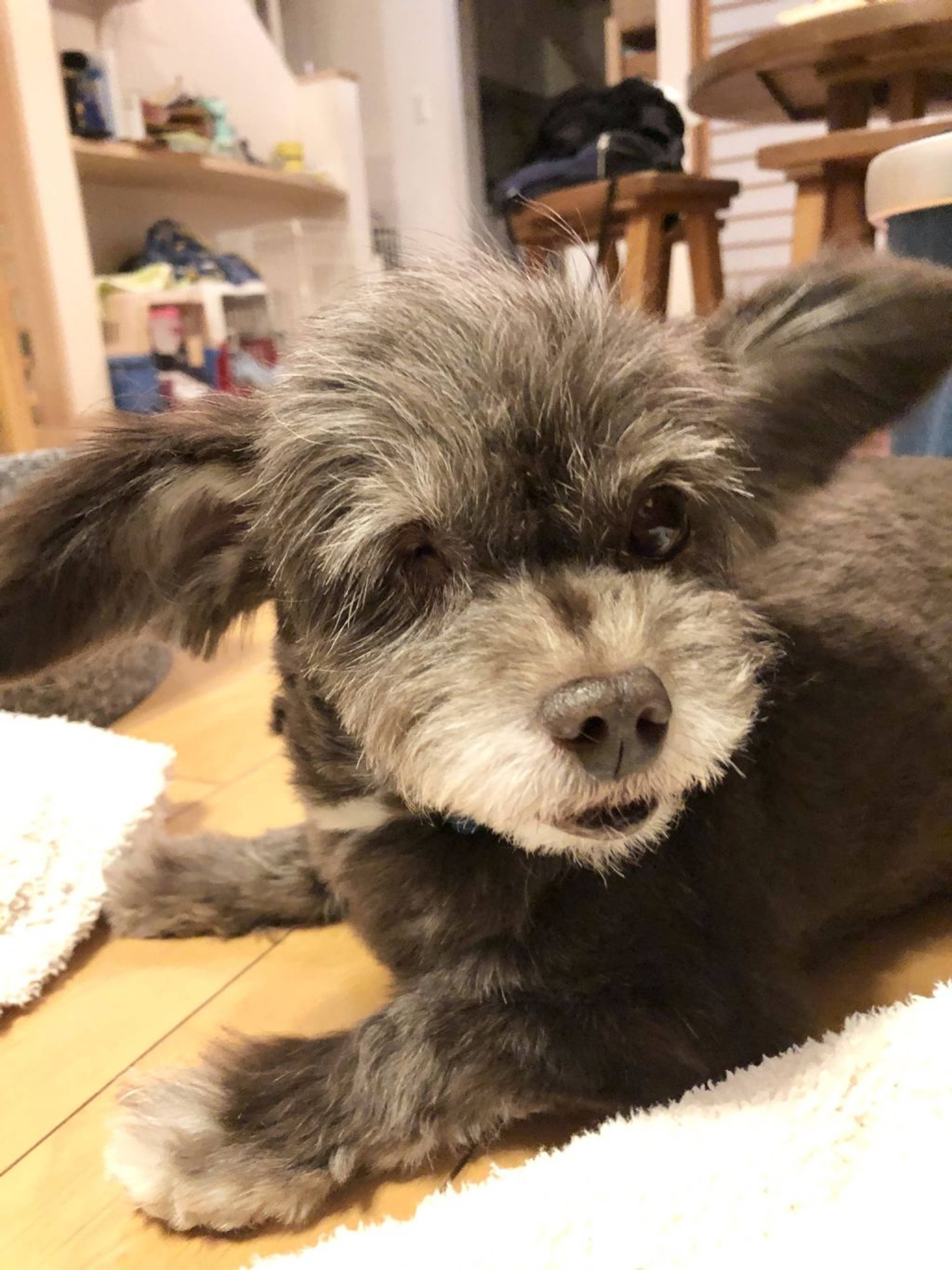 雑種（ミックス犬）・メスの里親募集の写真