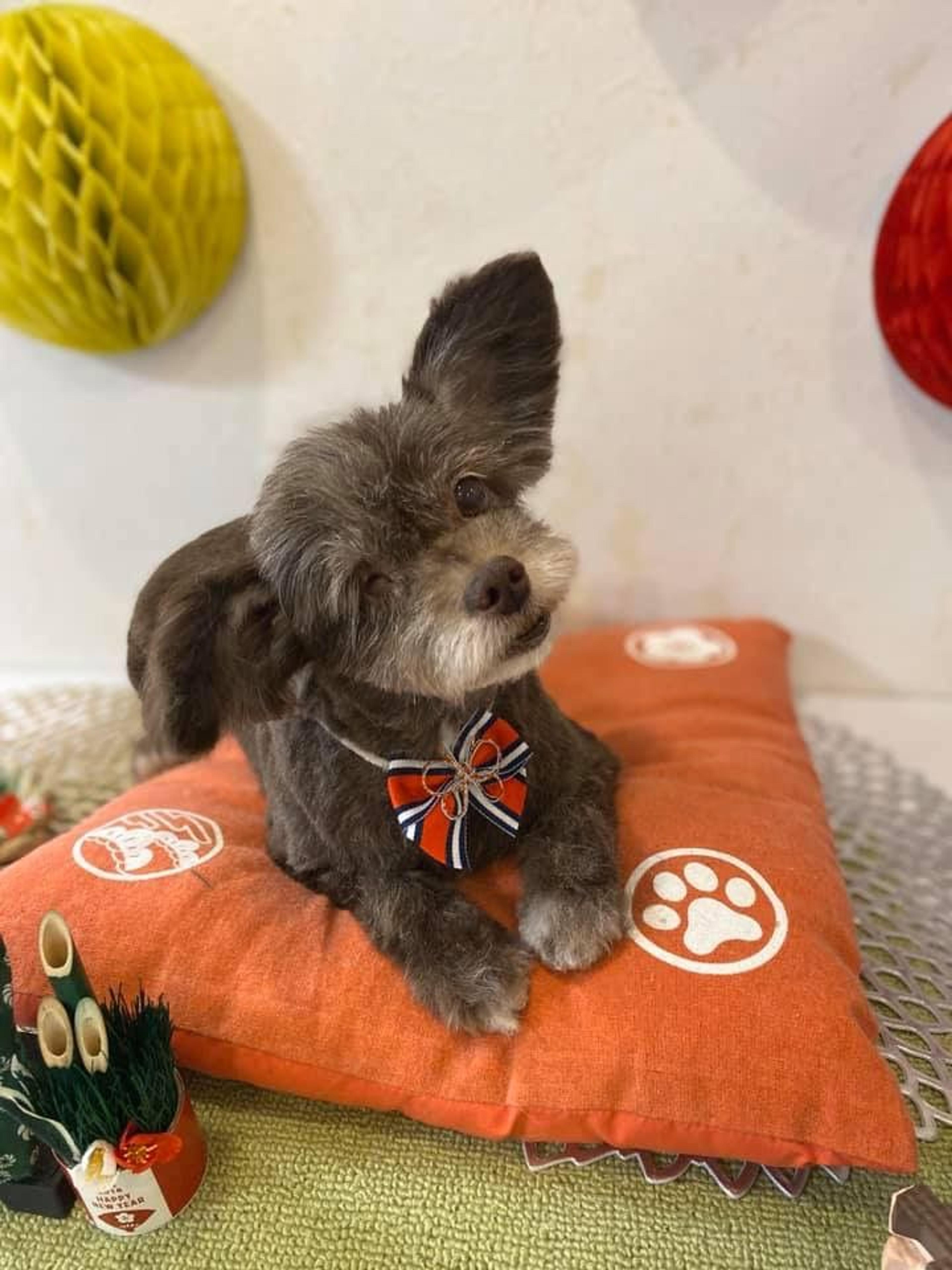 pet-image-2
