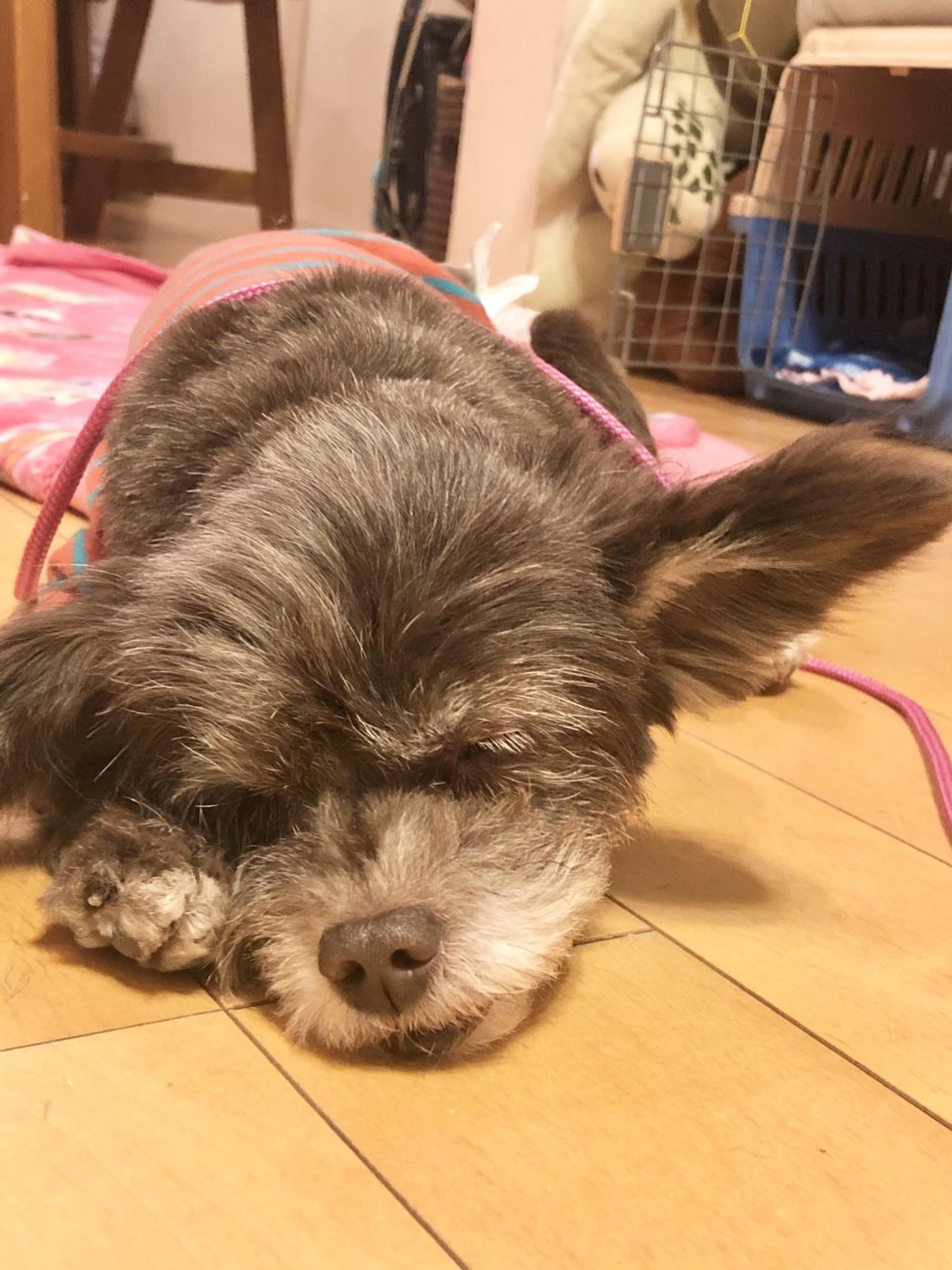 pet-image-3