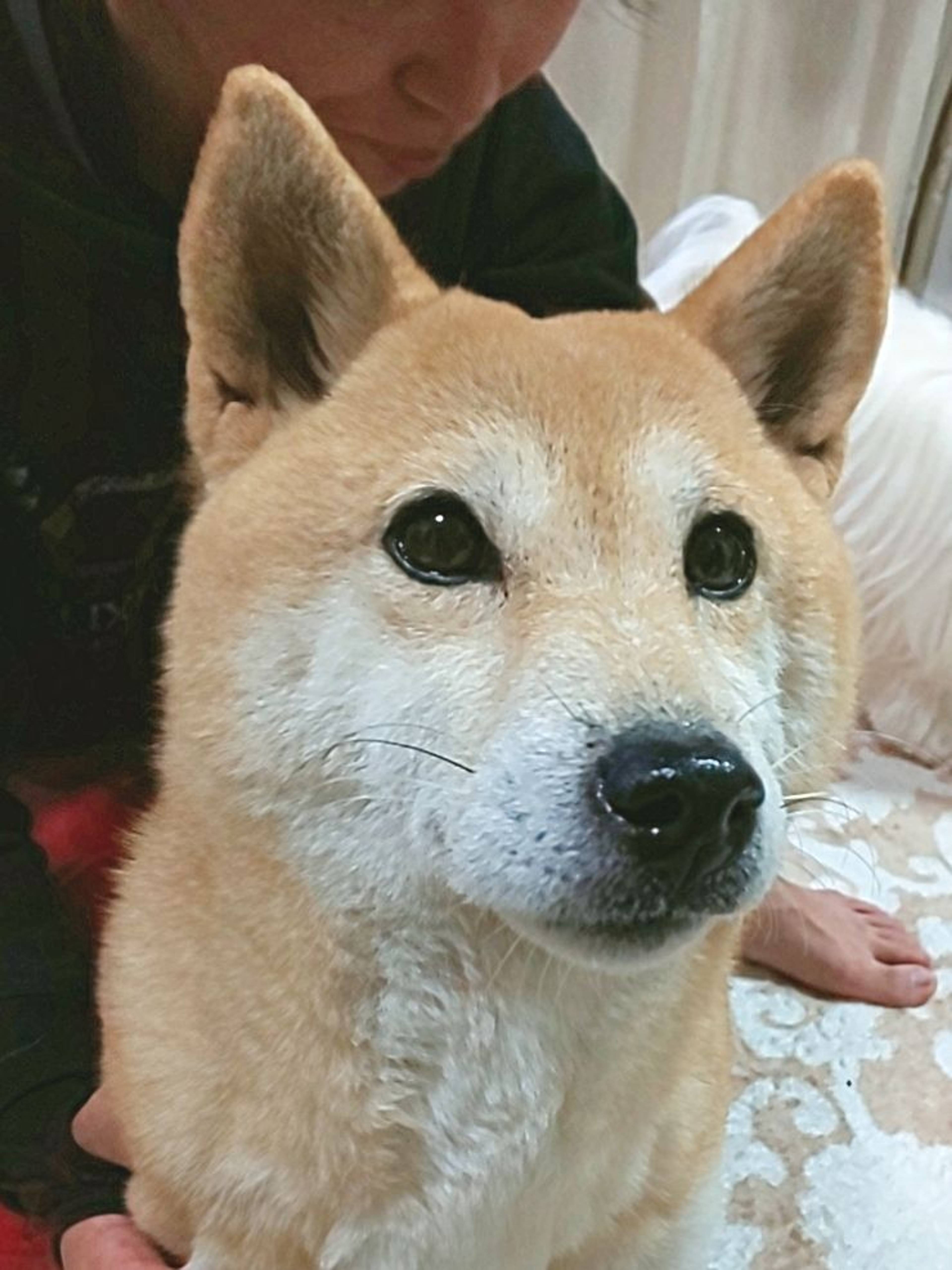 柴犬・メスの里親募集の写真