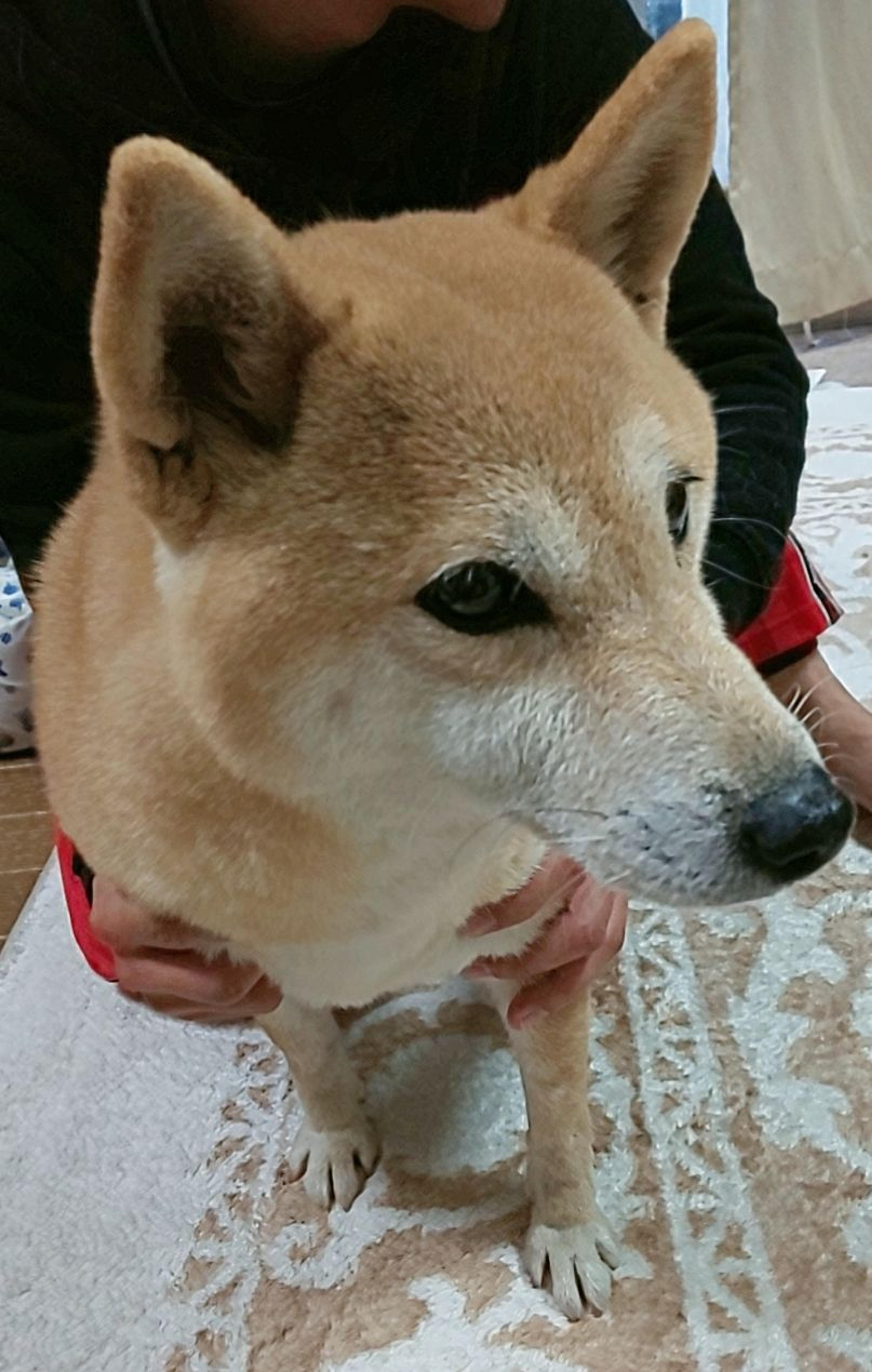 pet-image-3