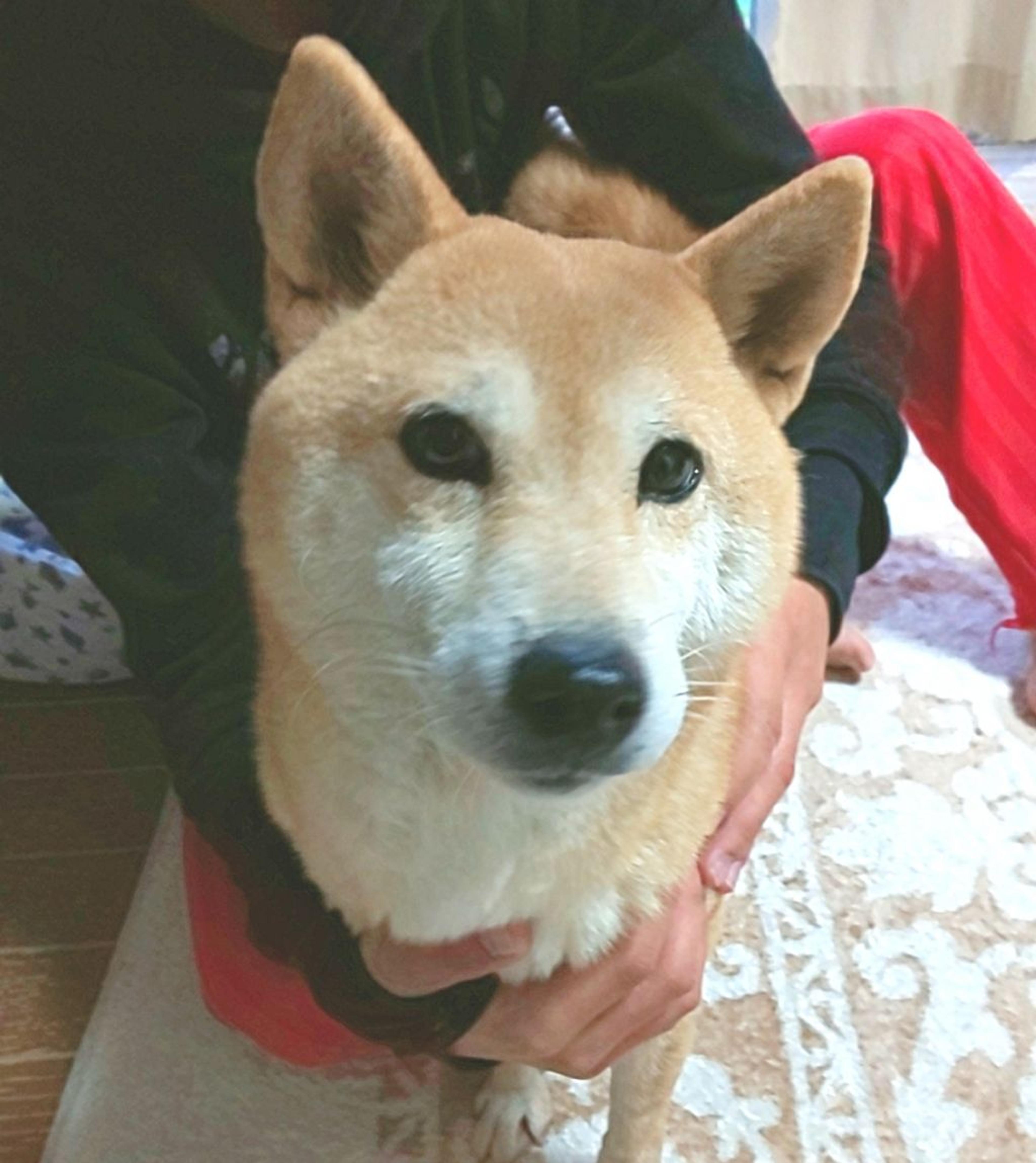pet-image-4