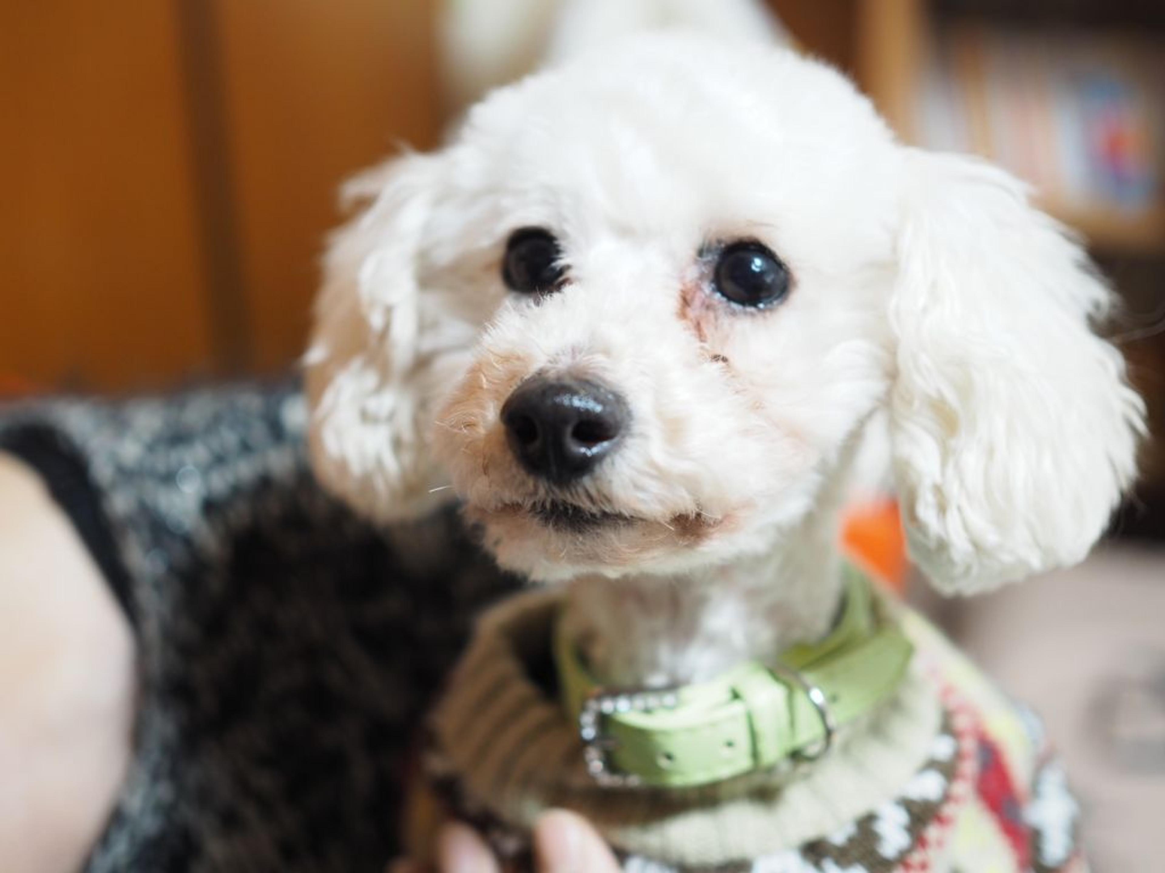 pet-image-2