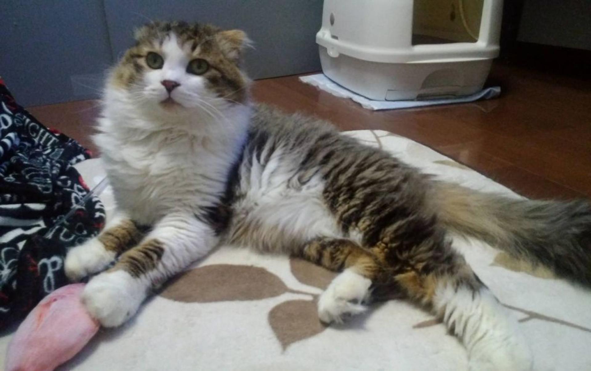 pet-image-2