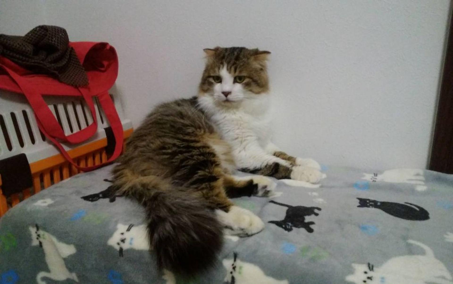 pet-image-4