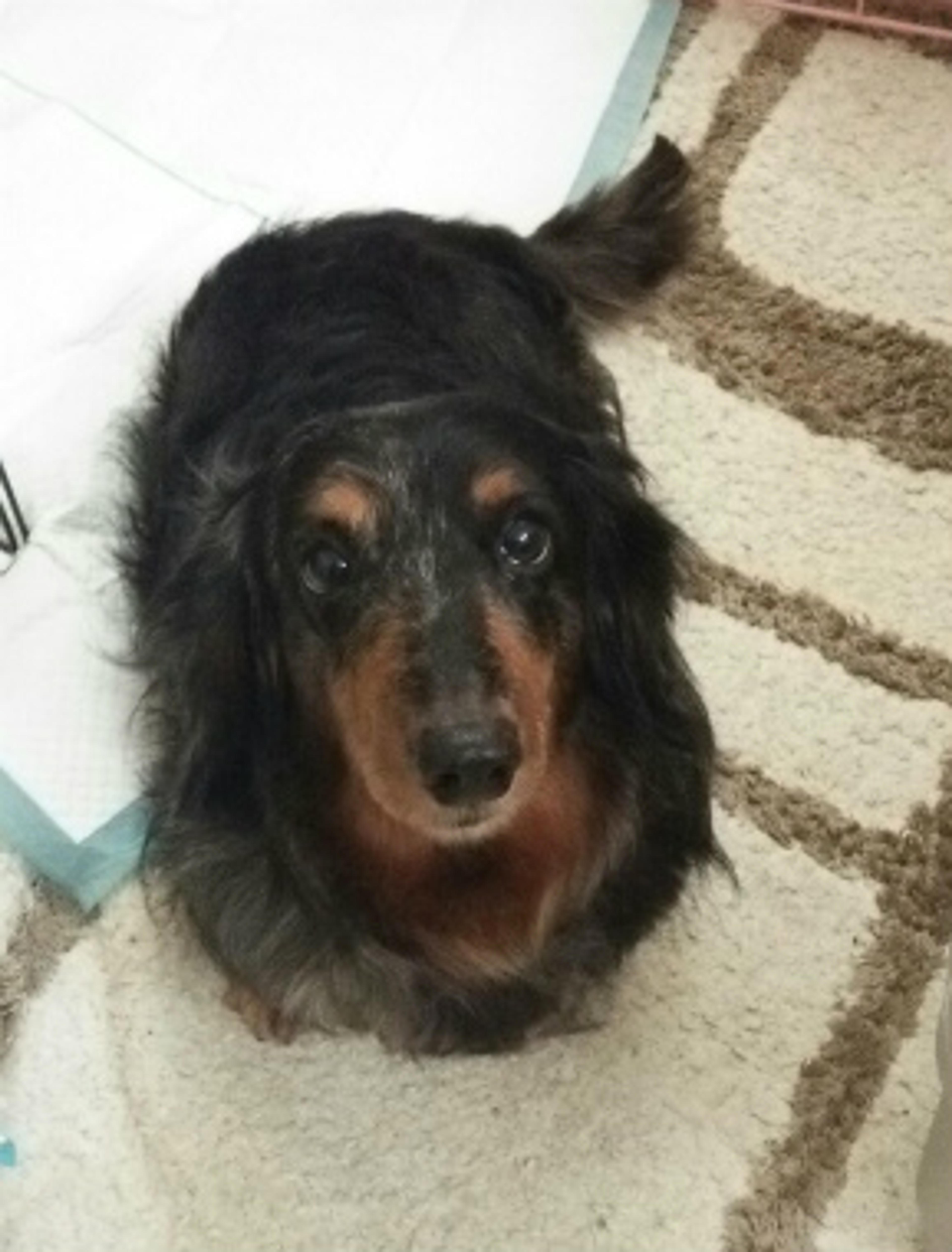 pet-image-3