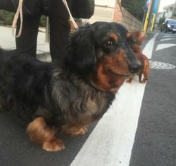 No.150127P-DAXM（ダックス 6歳位 10kg ♂)「ブッチ