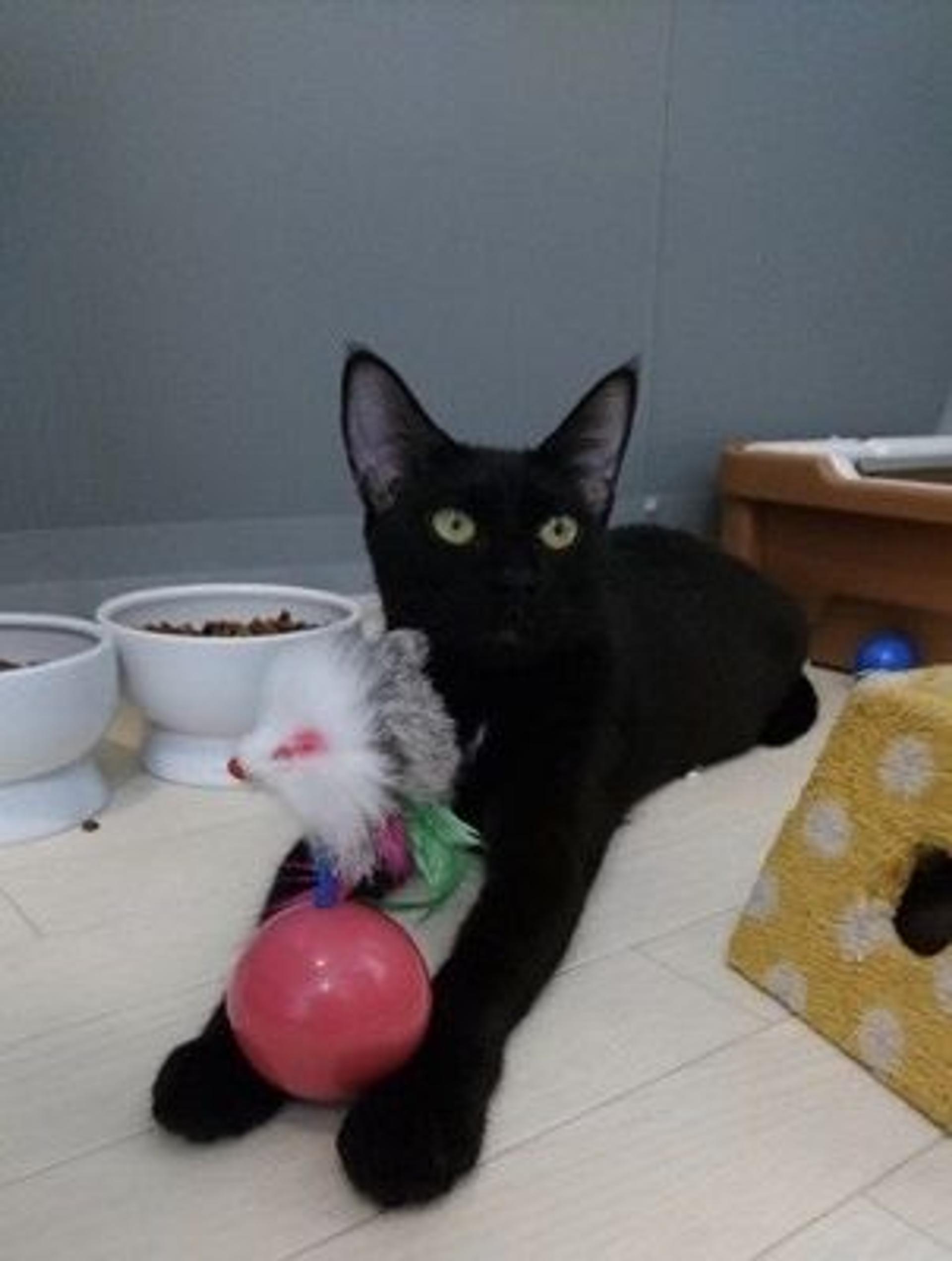 pet-image-3