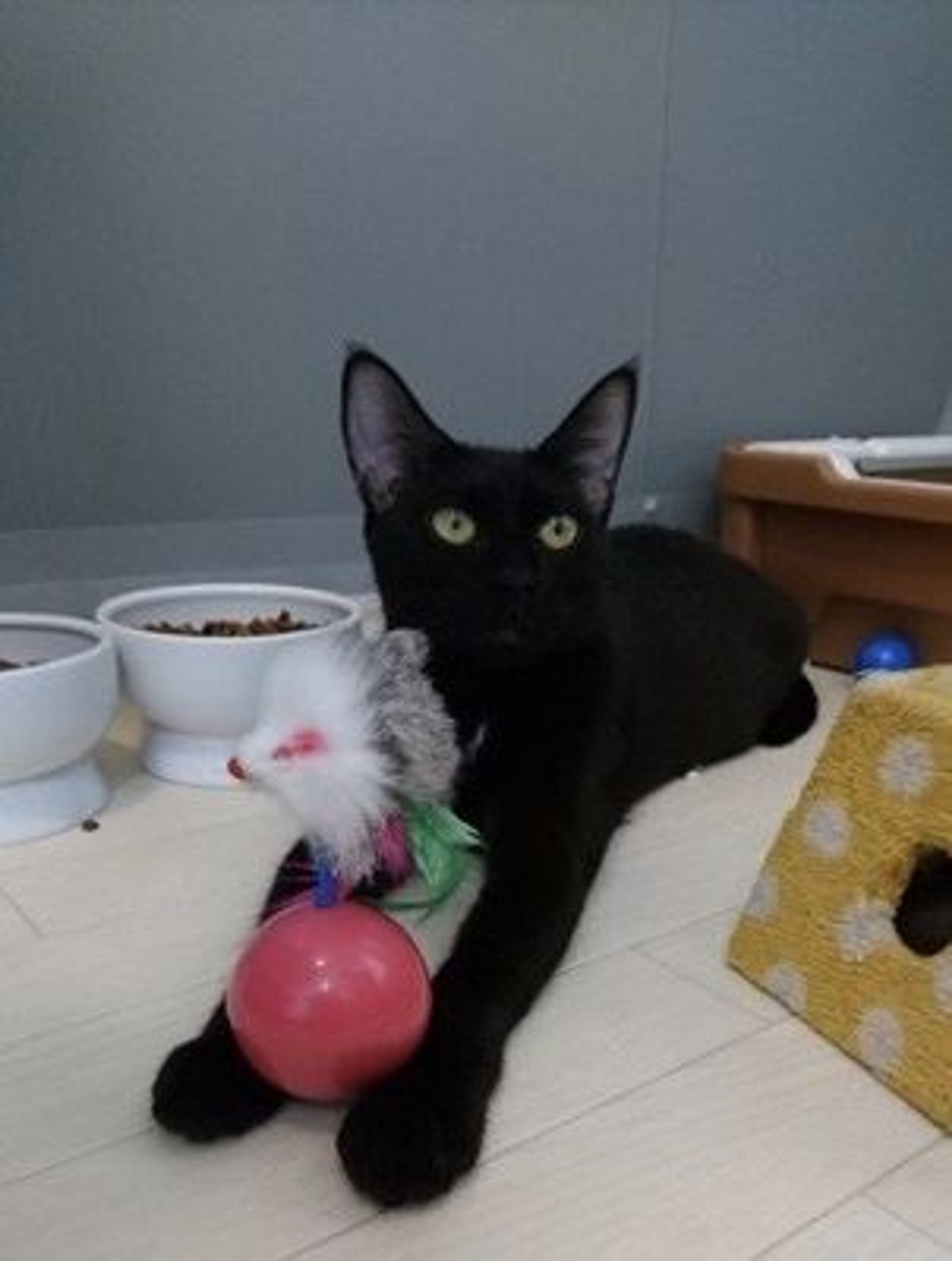 pet-image-3