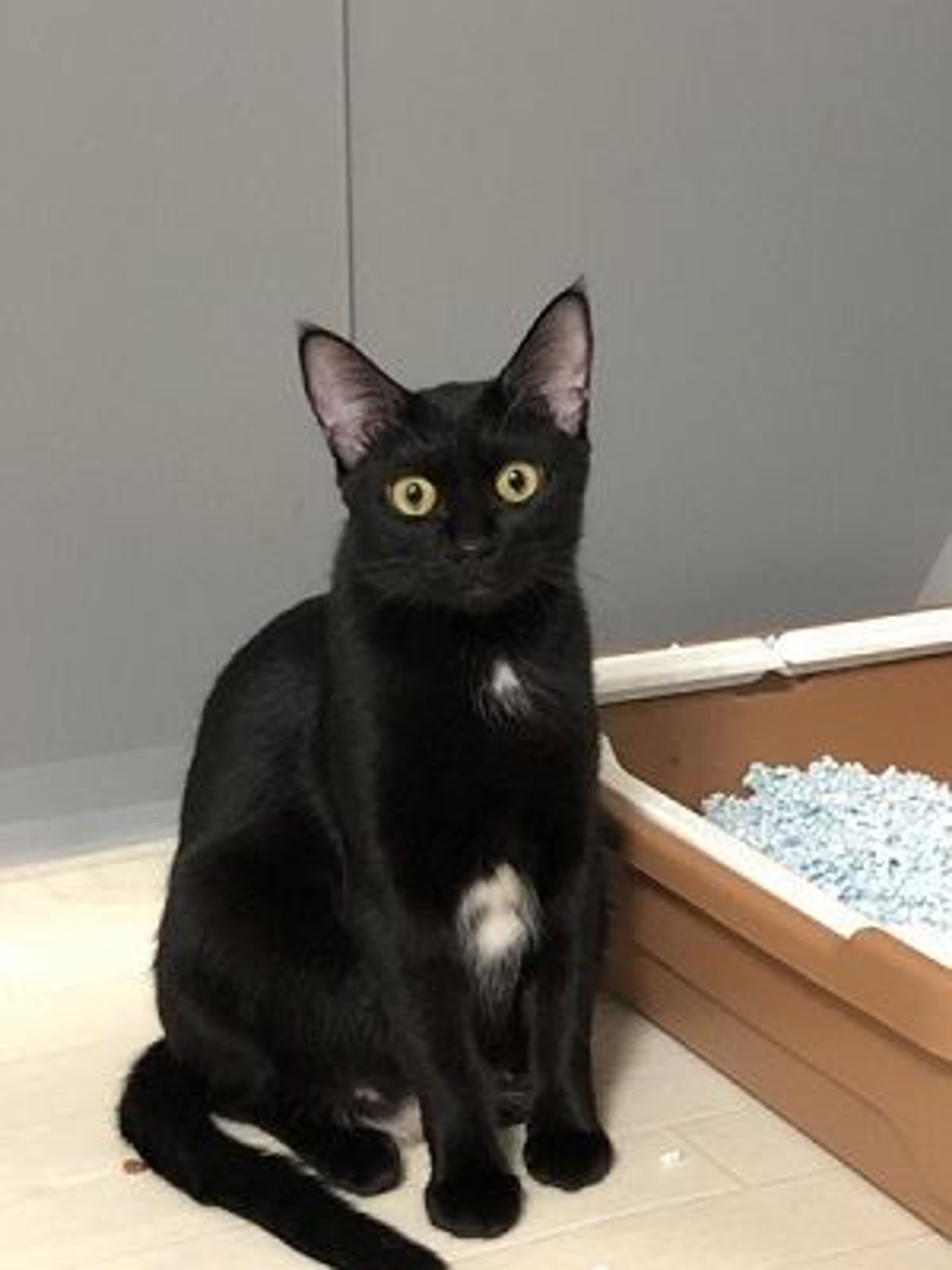 pet-image-4