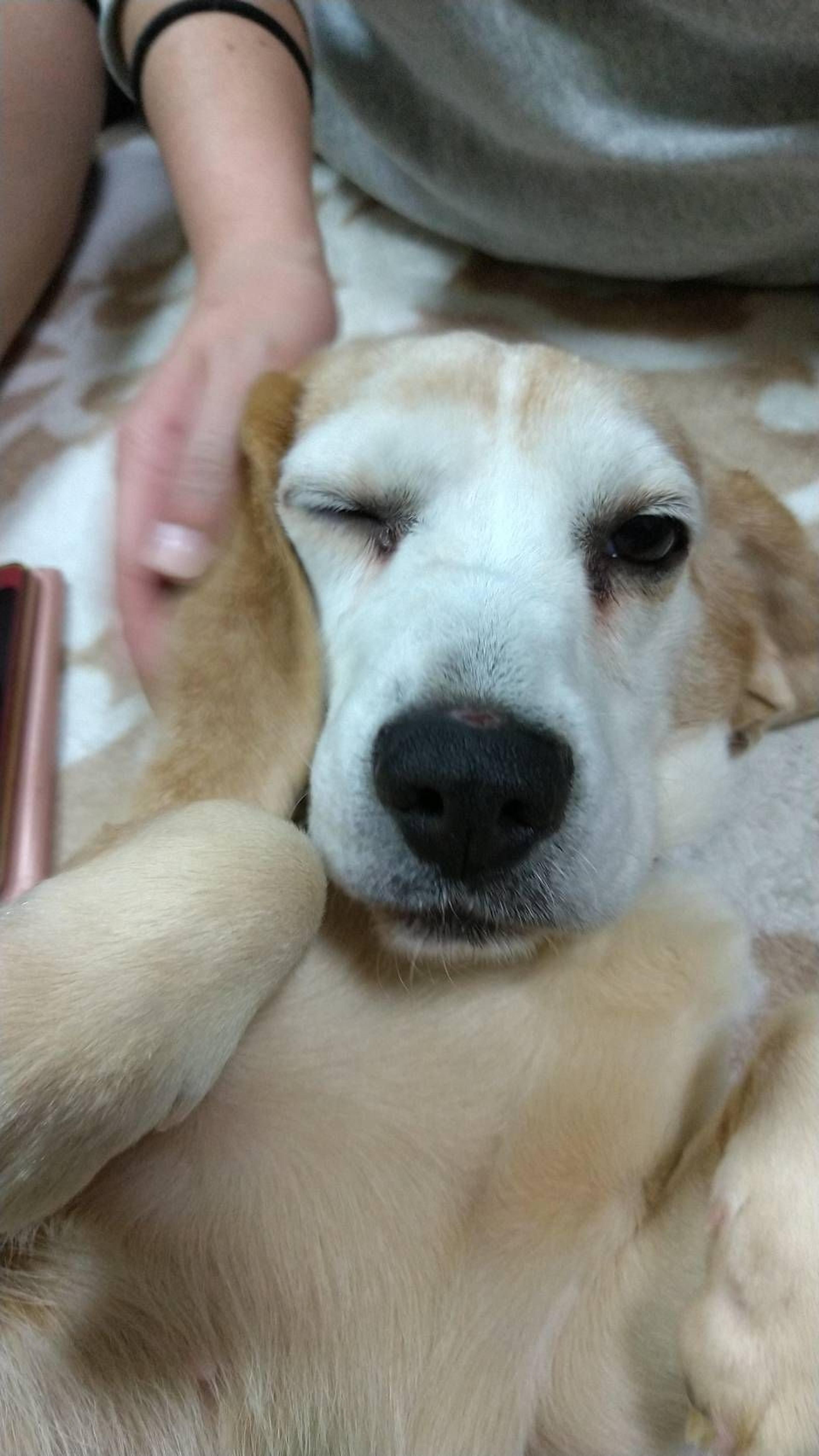 pet-image-2