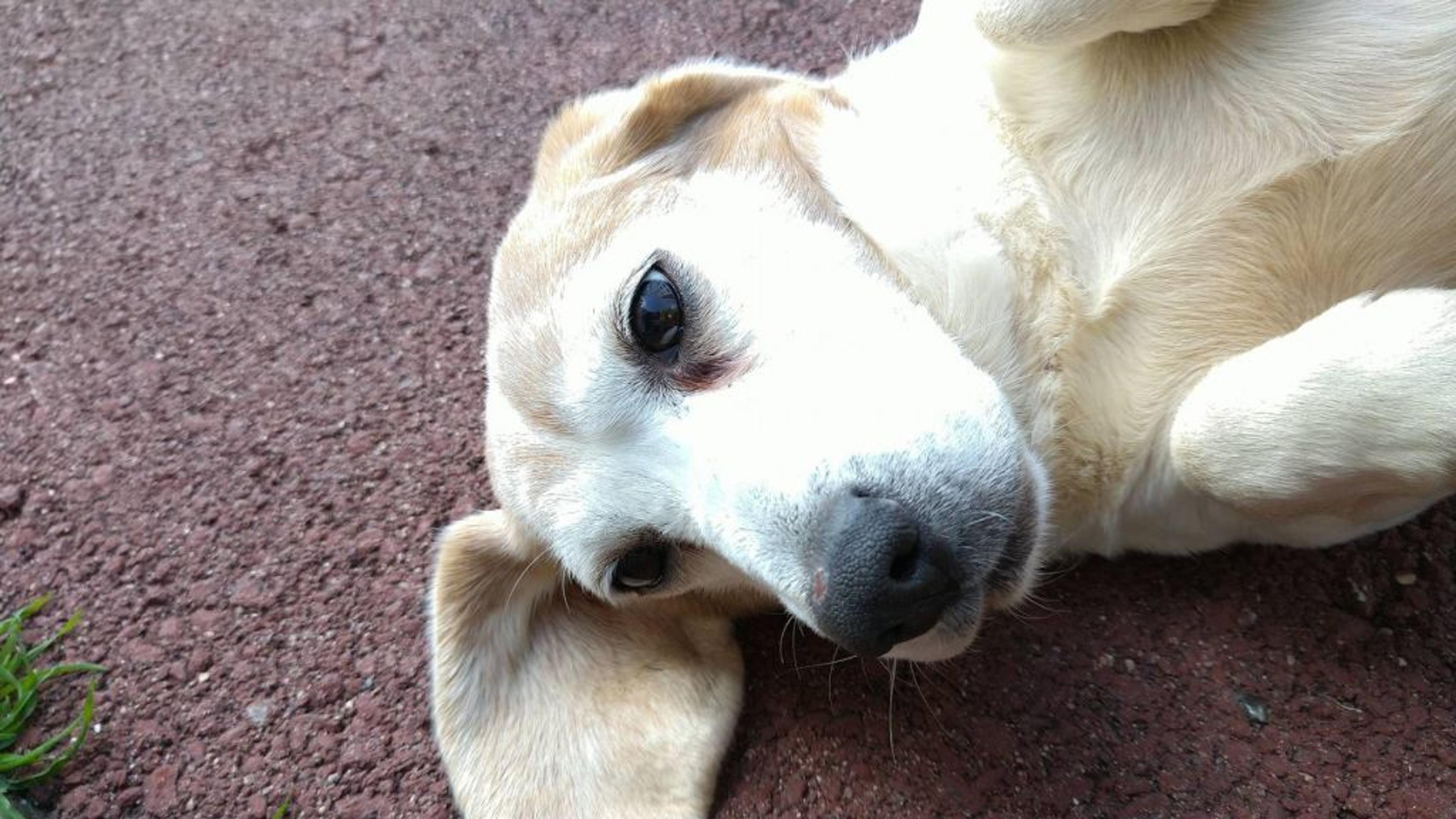 pet-image-3
