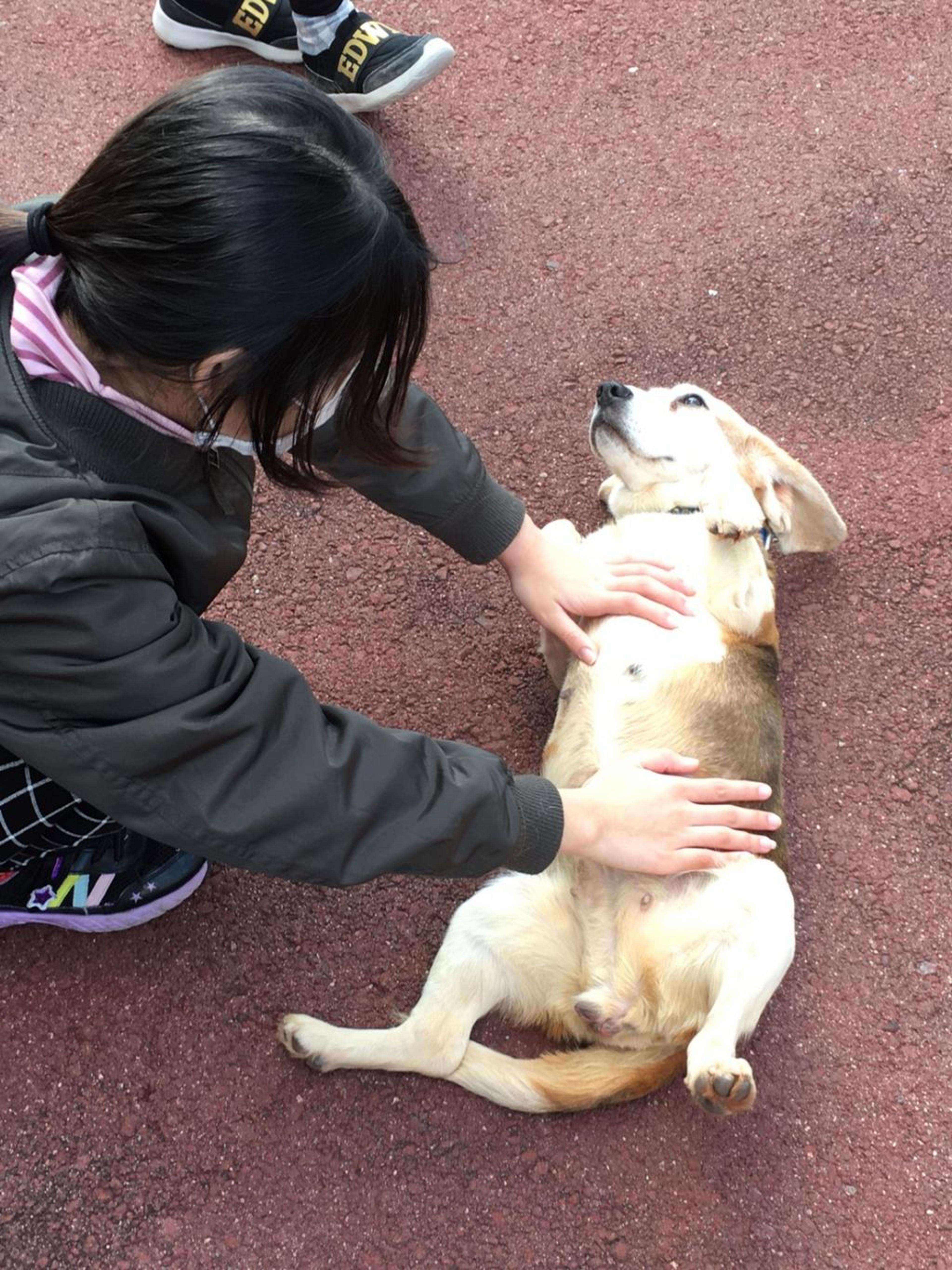 pet-image-4