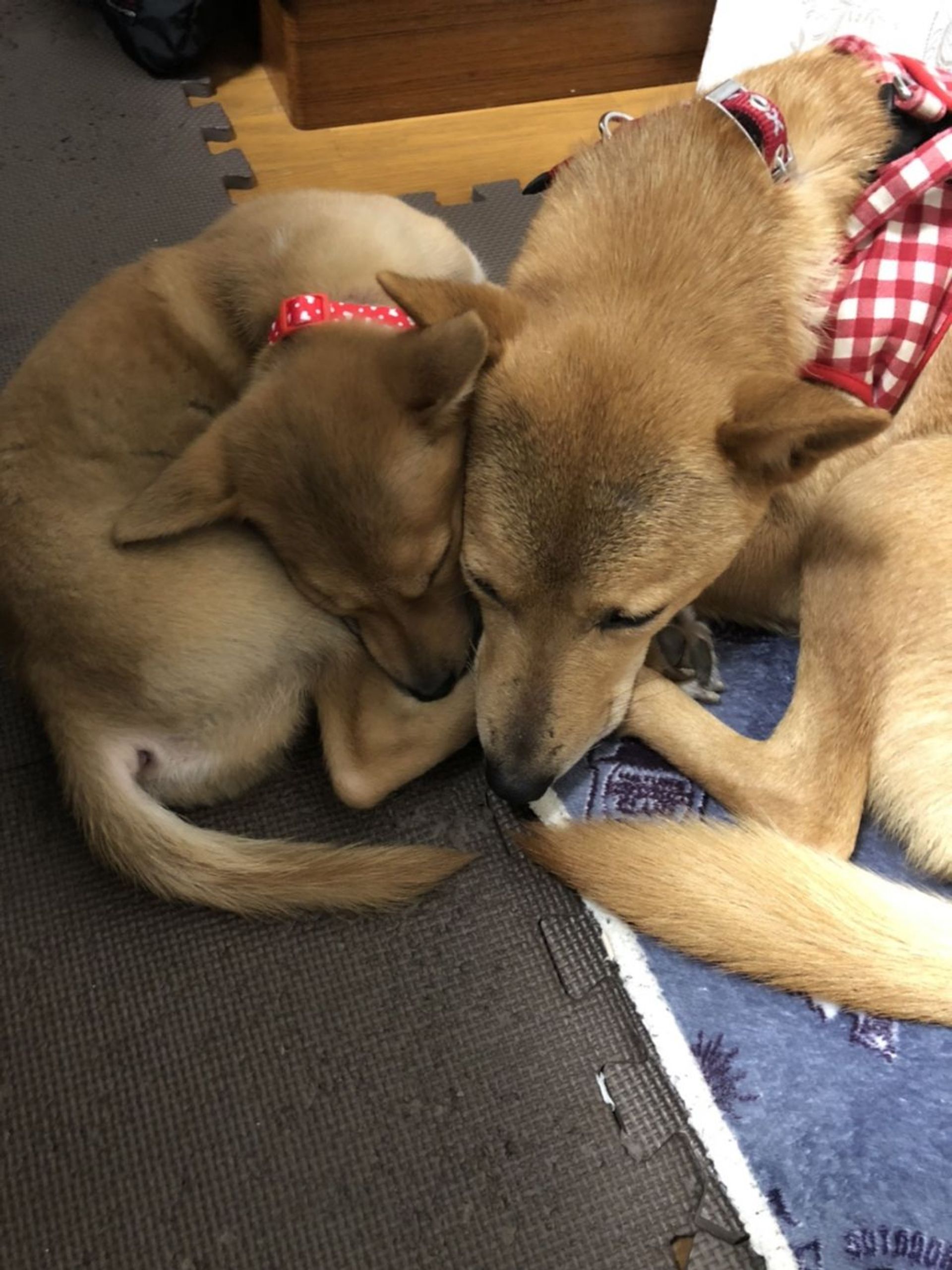 雑種（ミックス犬）・メスの里親募集の写真