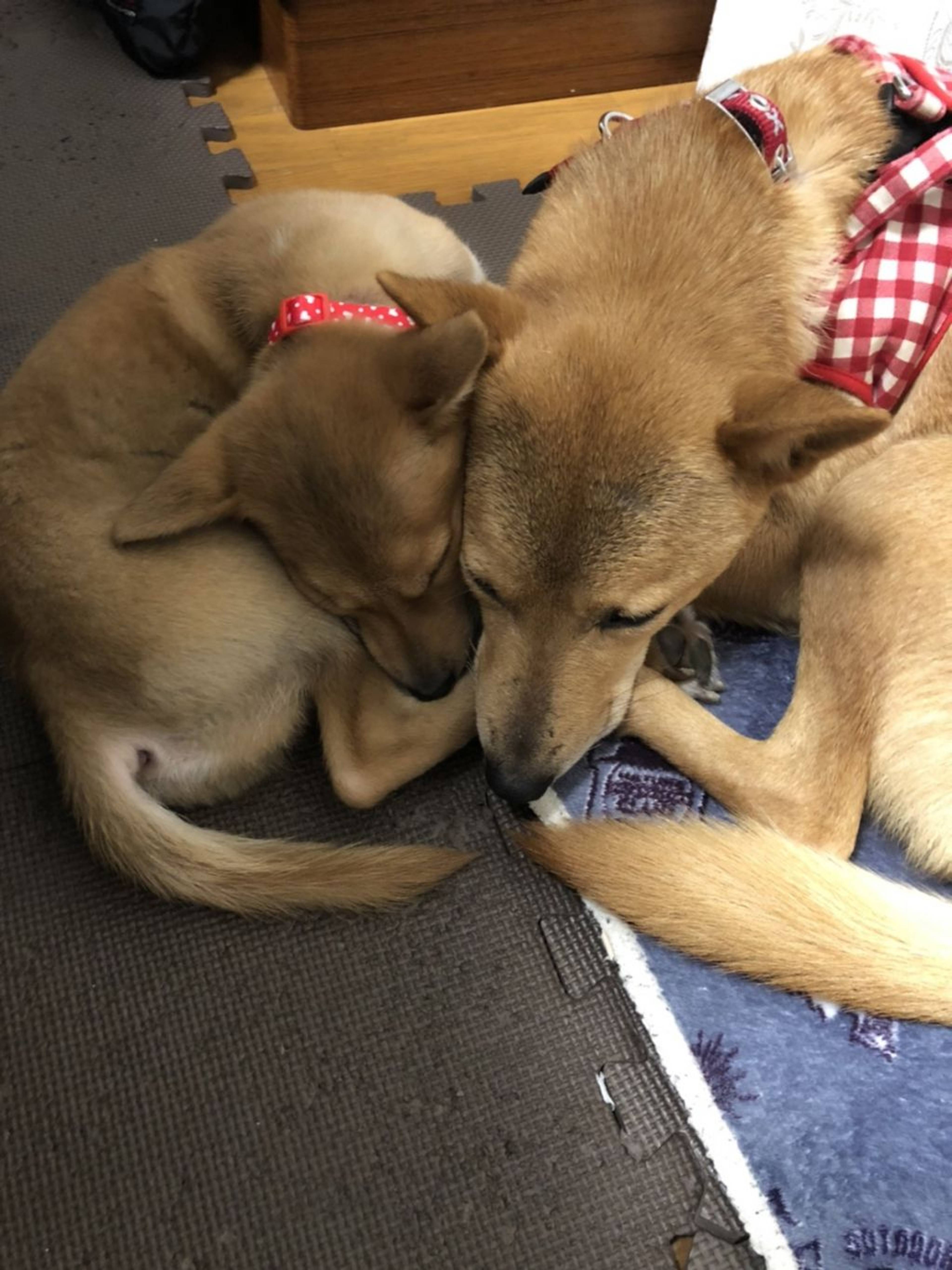 雑種（ミックス犬）・メスの里親募集の写真
