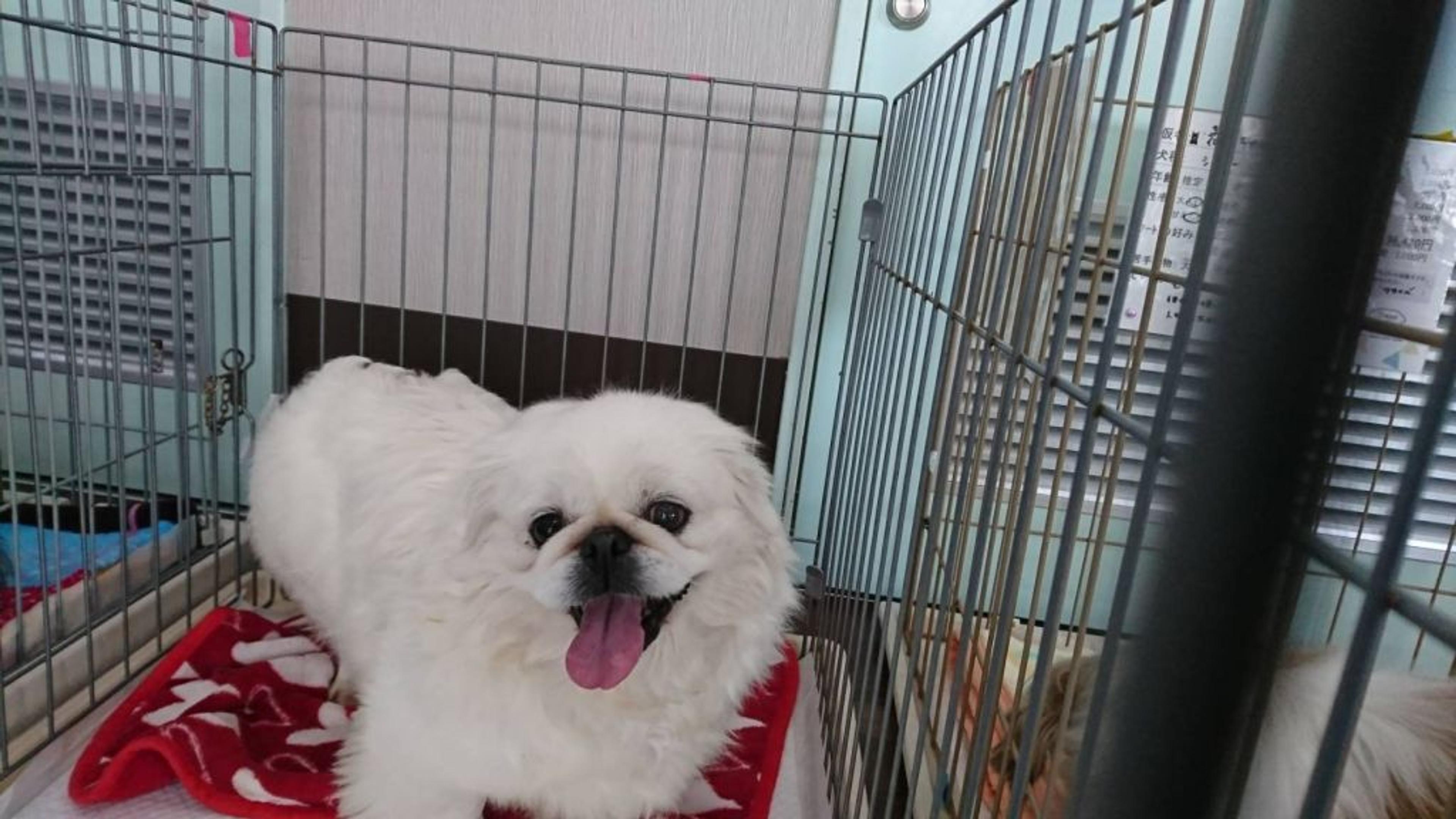 pet-image-3