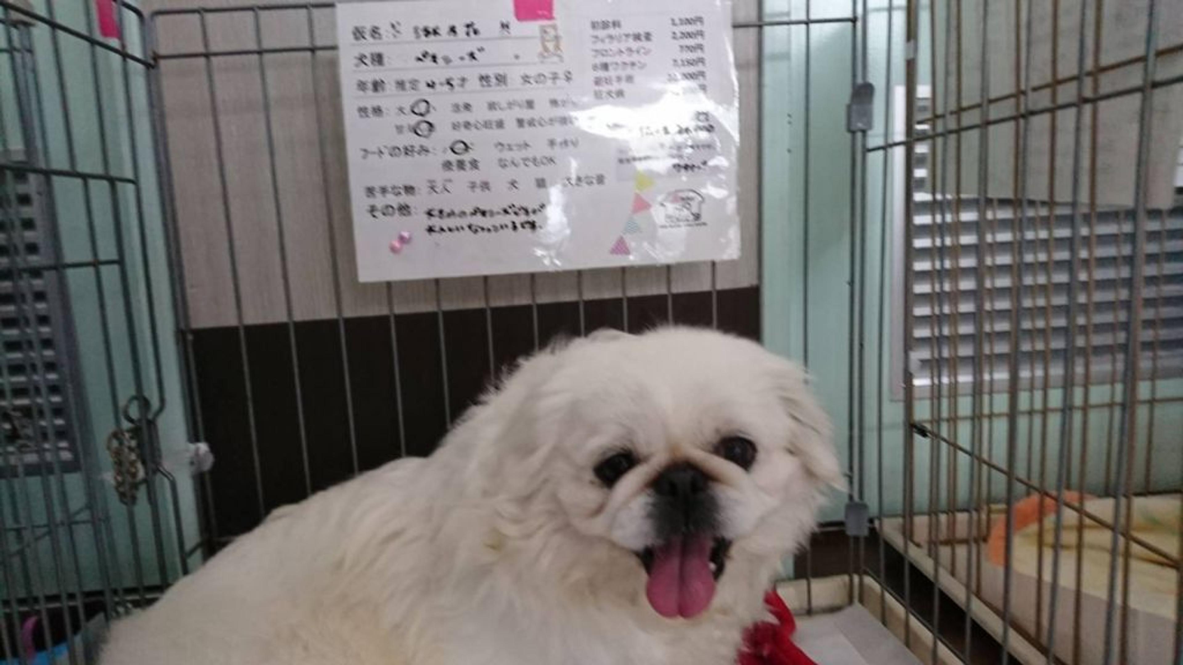 pet-image-4
