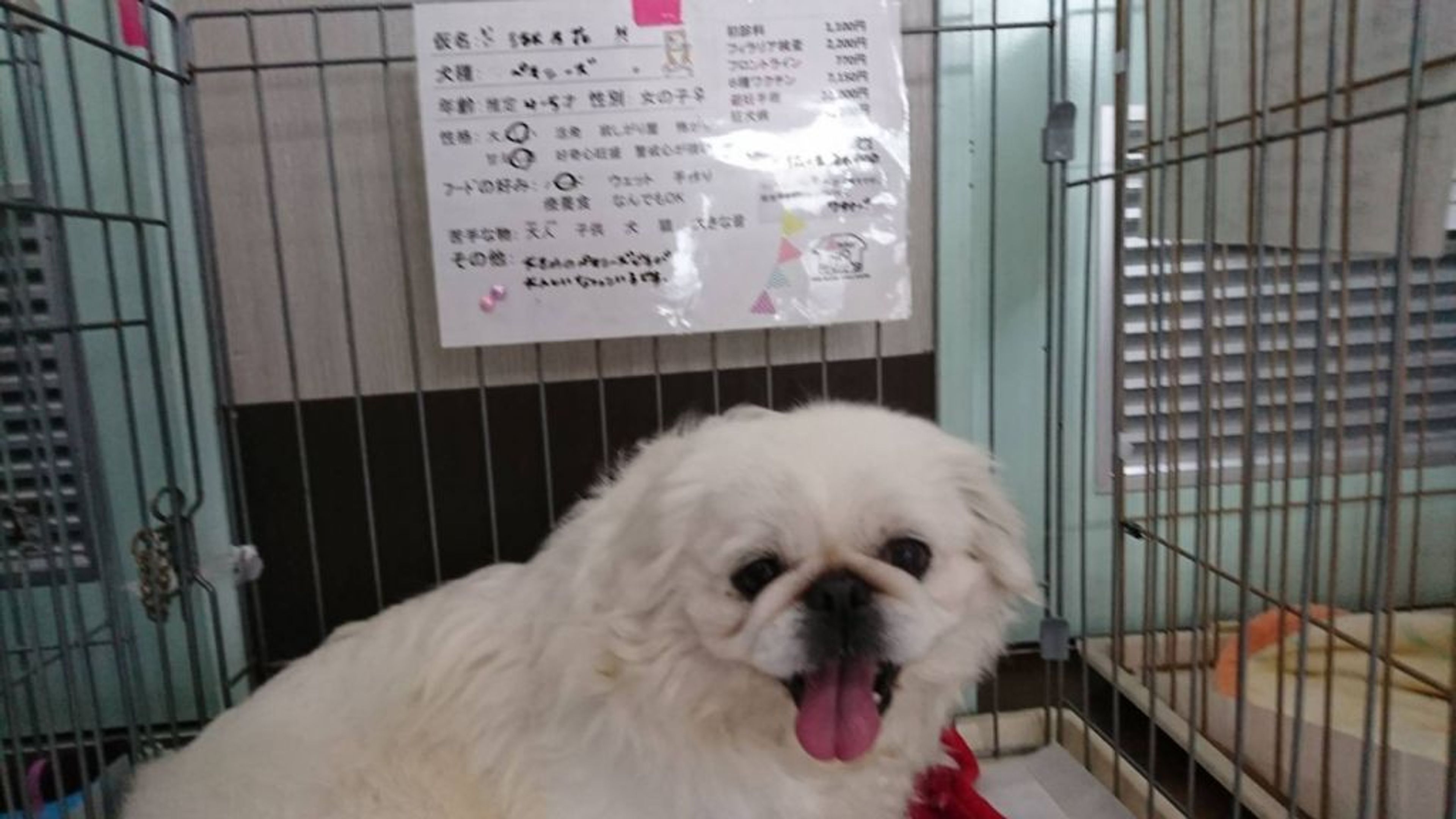 pet-image-4