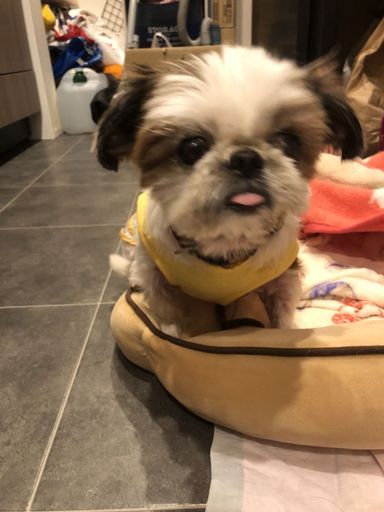 あいこちゃんの写真